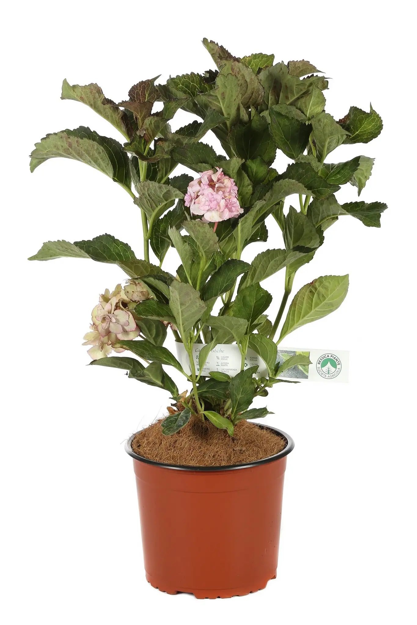 Ortensia Hydrangea macrophylla You And Me Forever in vaso