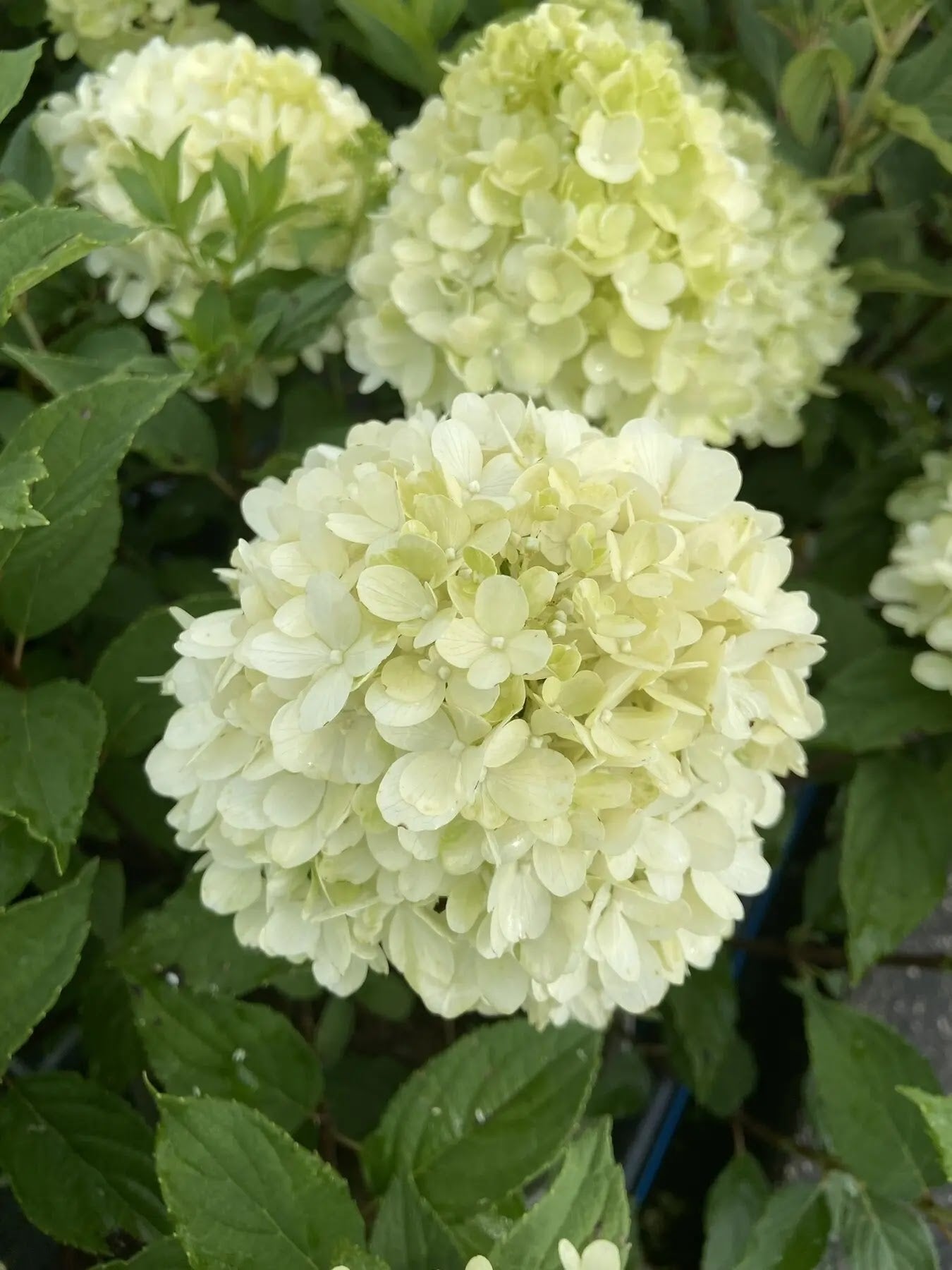Fiori bianco-verdi di Hydrangea Little Fresco