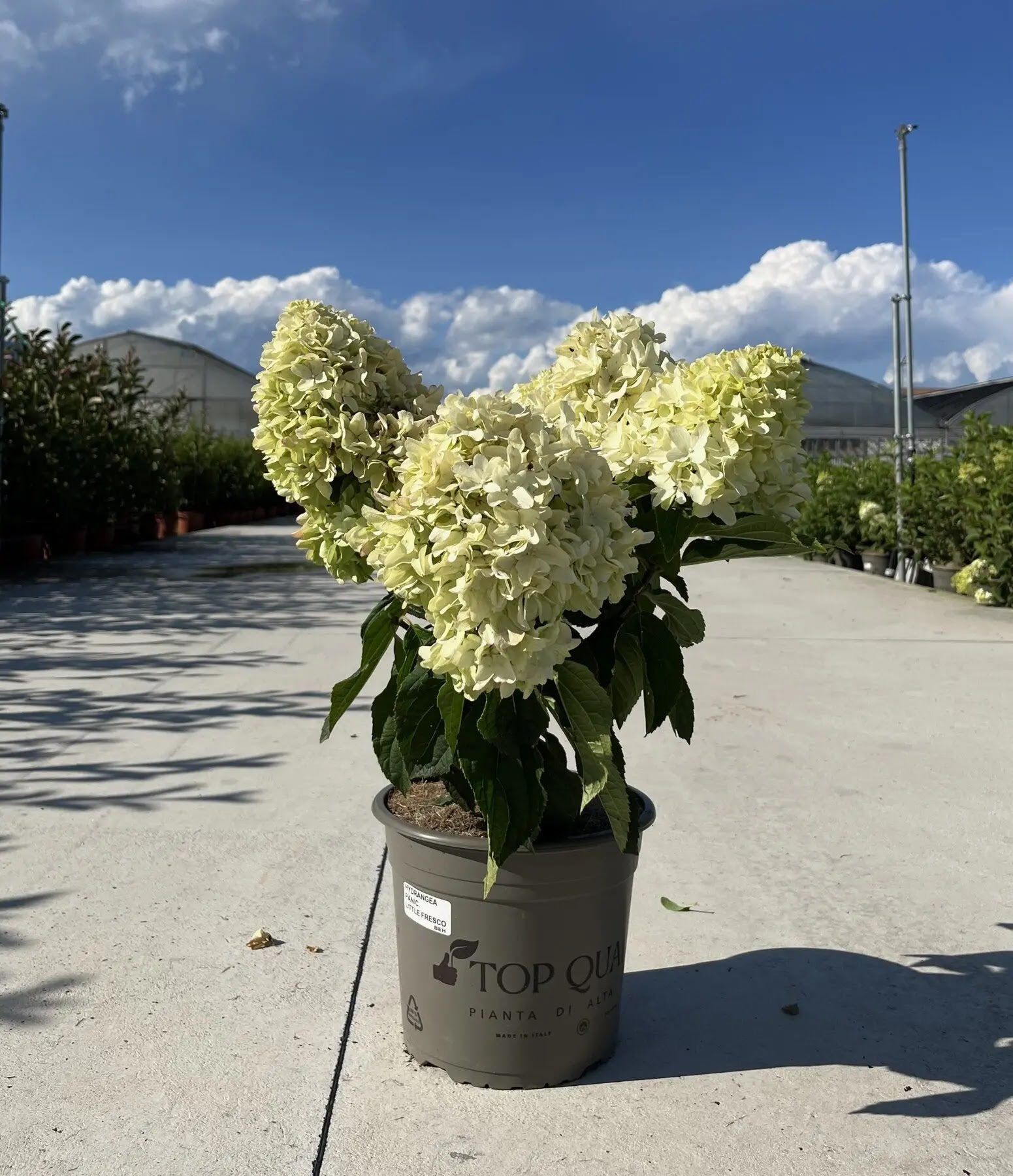 Pianta di Hydrangea Little Fresco