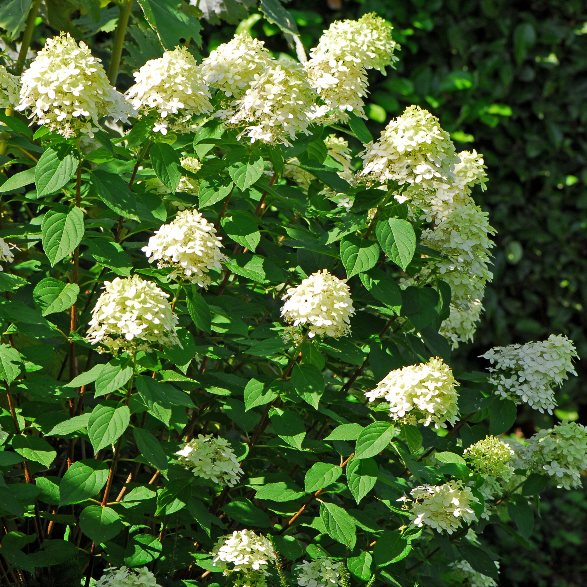 Fiori bianchi di Hydrangea Pastel Green
