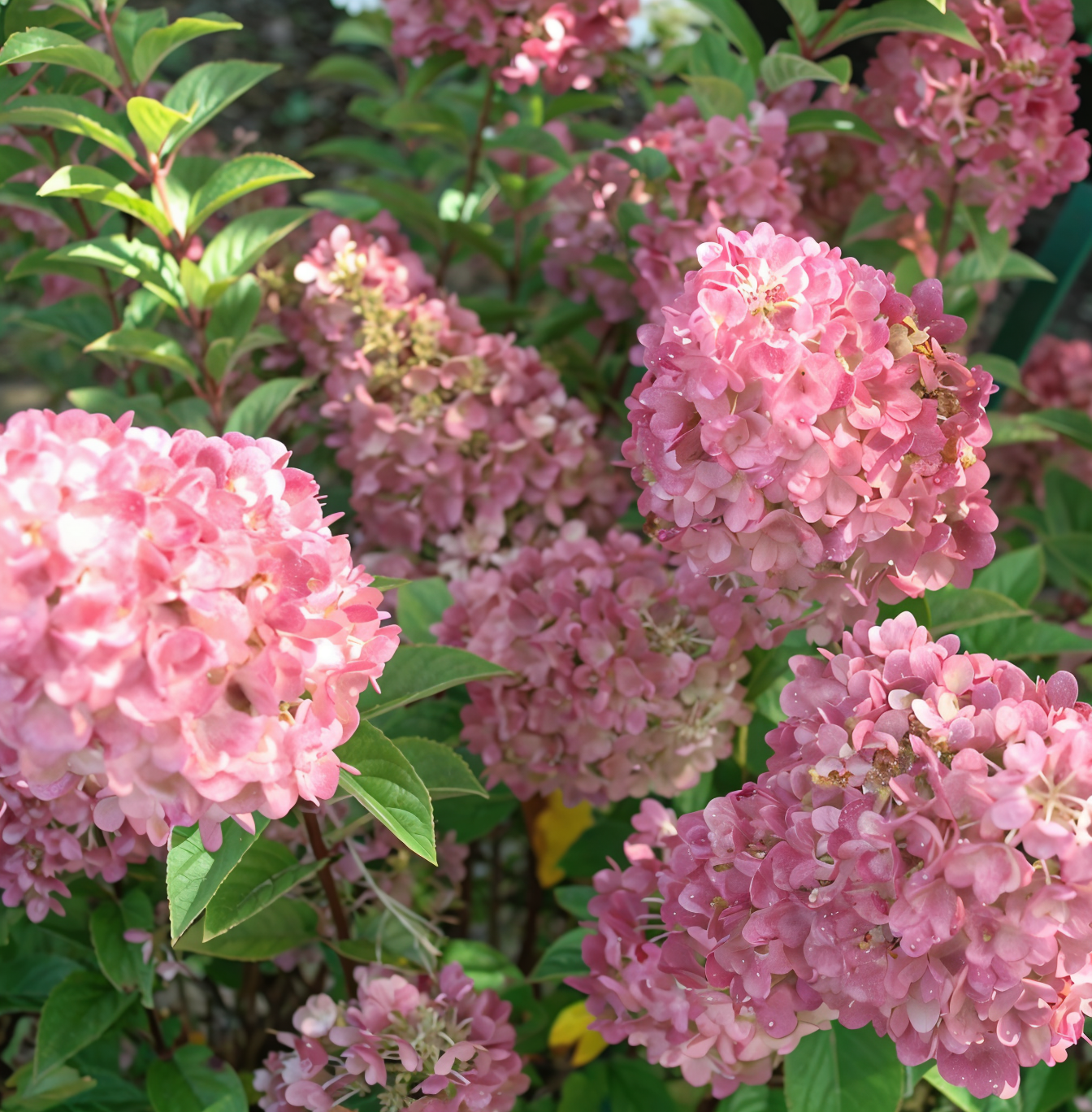 Pannocchie rosa di Hydrangea Pink Lady