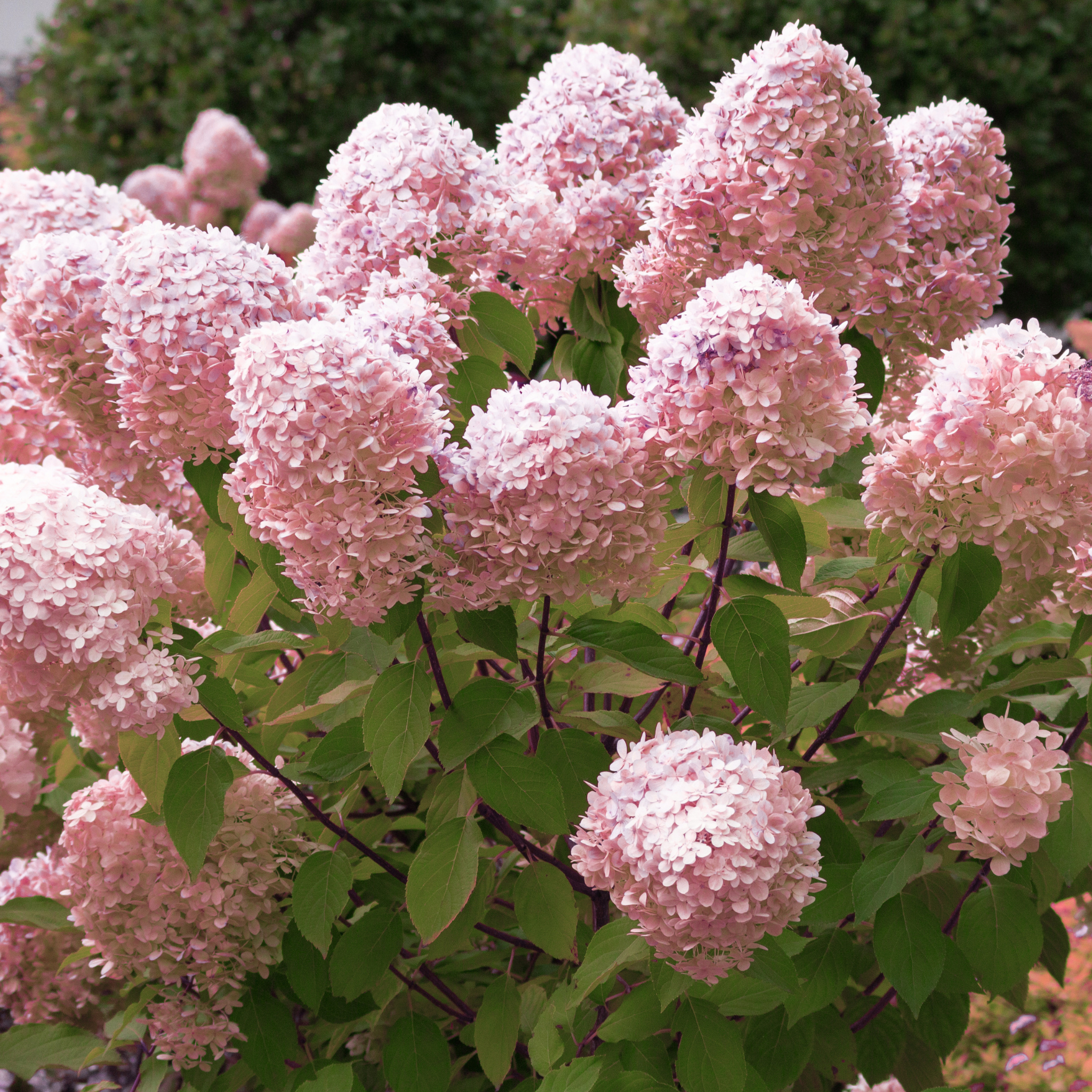 Infiorescenze rosa di Hydrangea paniculata Pixio