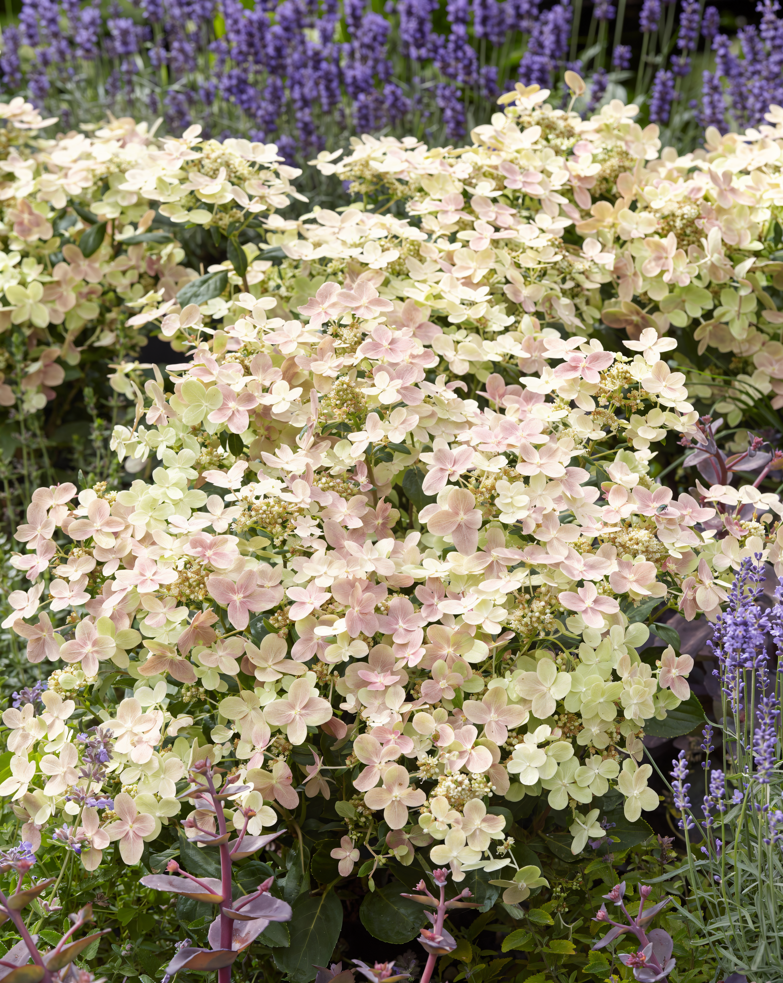 Fiori bianco-rosa di Hydrangea Polestar