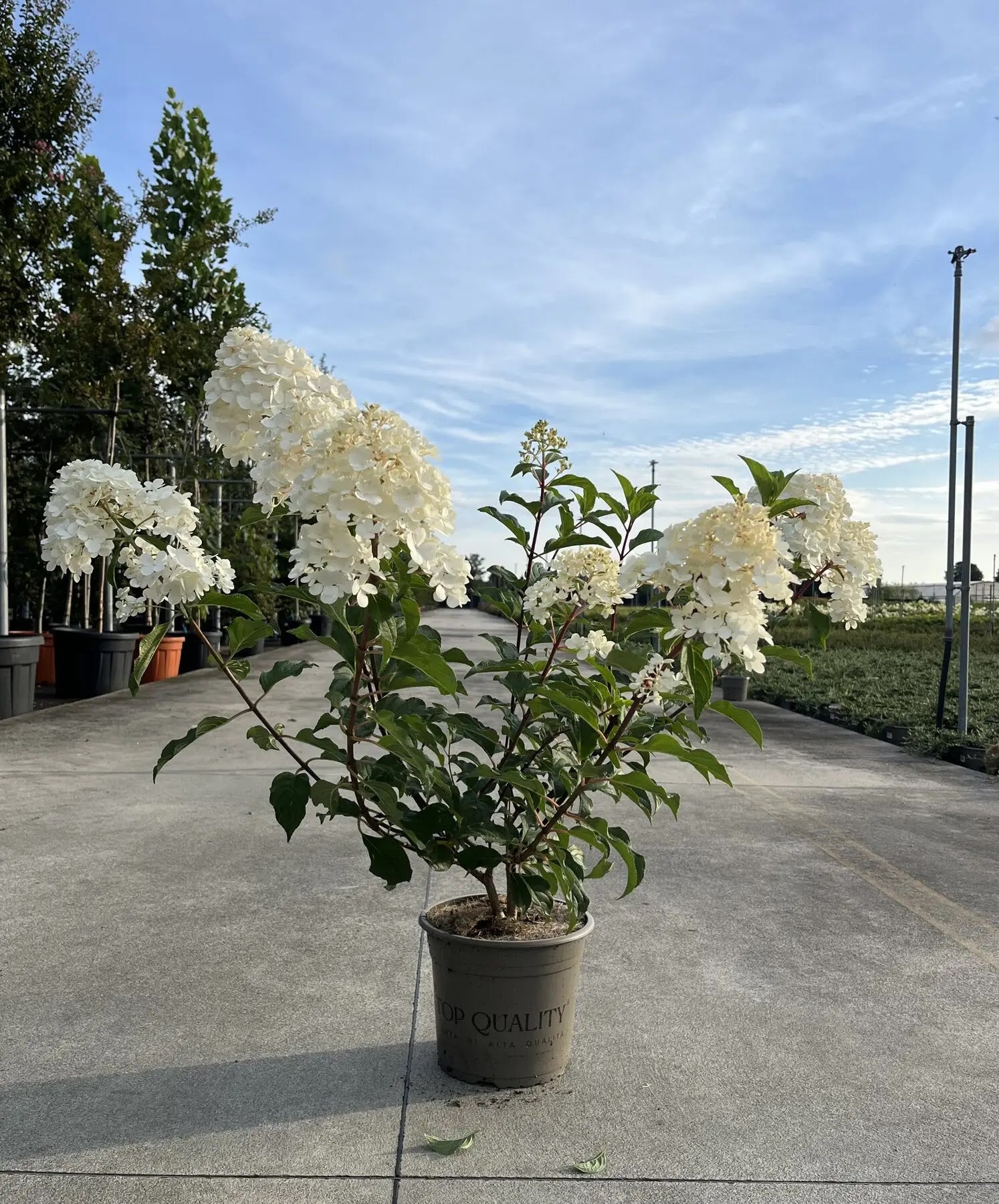 Pianta di Hydrangea Vanille Fraise