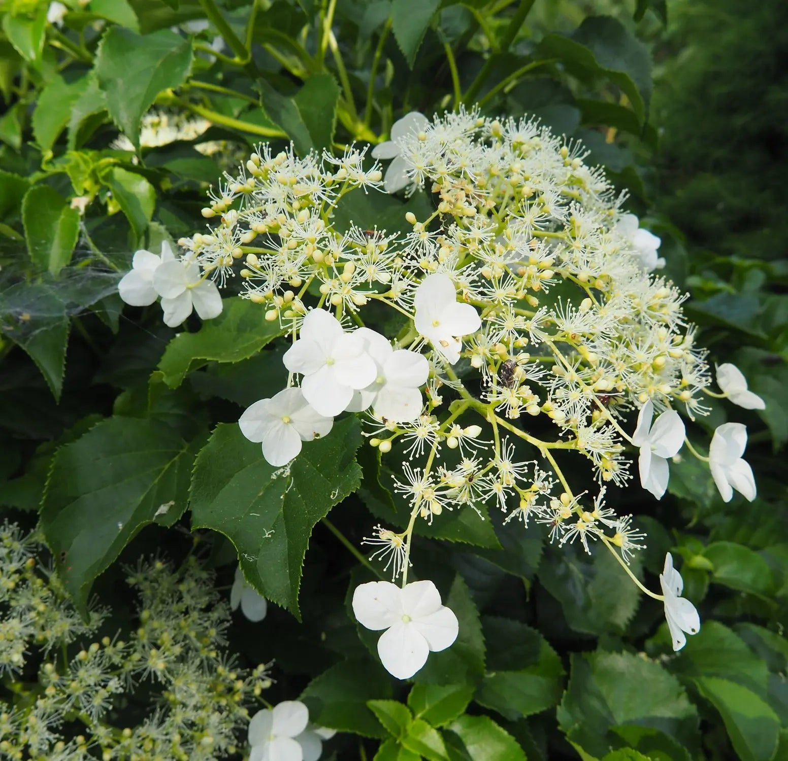Fiori bianchi di Hydrangea petiolaris