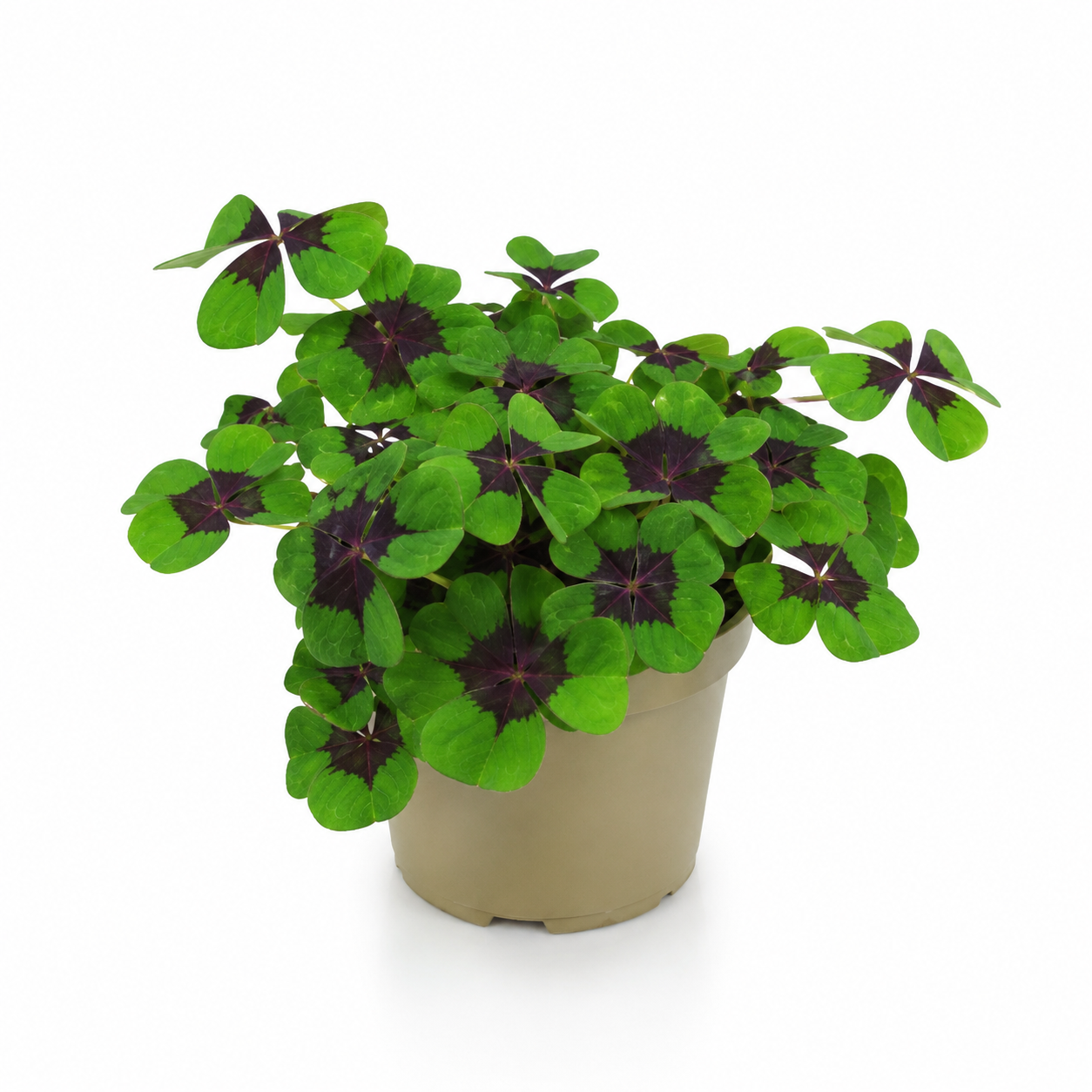 Oxalis Iron Cross con foglie decorative