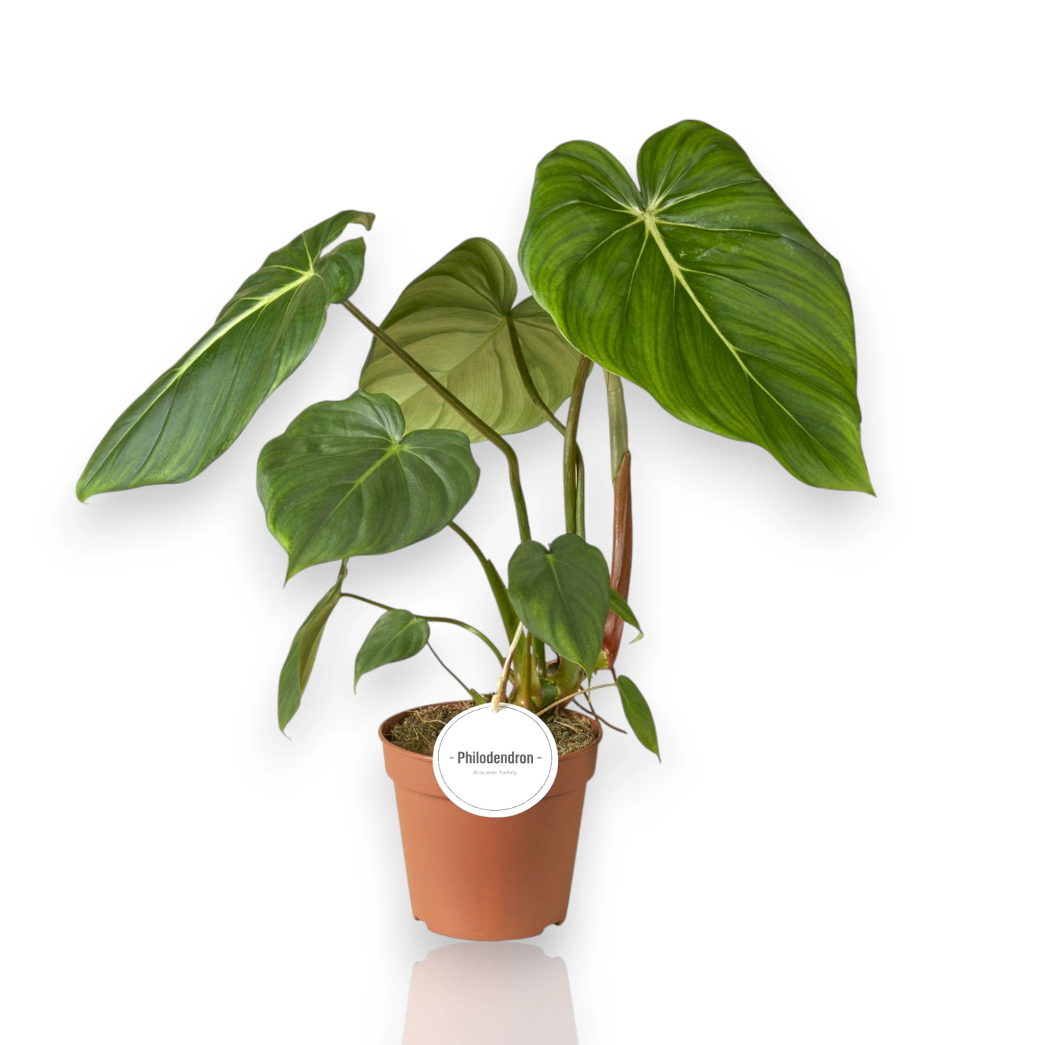 Philodendron 'Pastazanum' in vaso