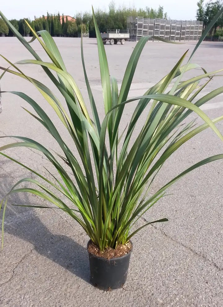 Phormium tenax Atroporpureum in vaso