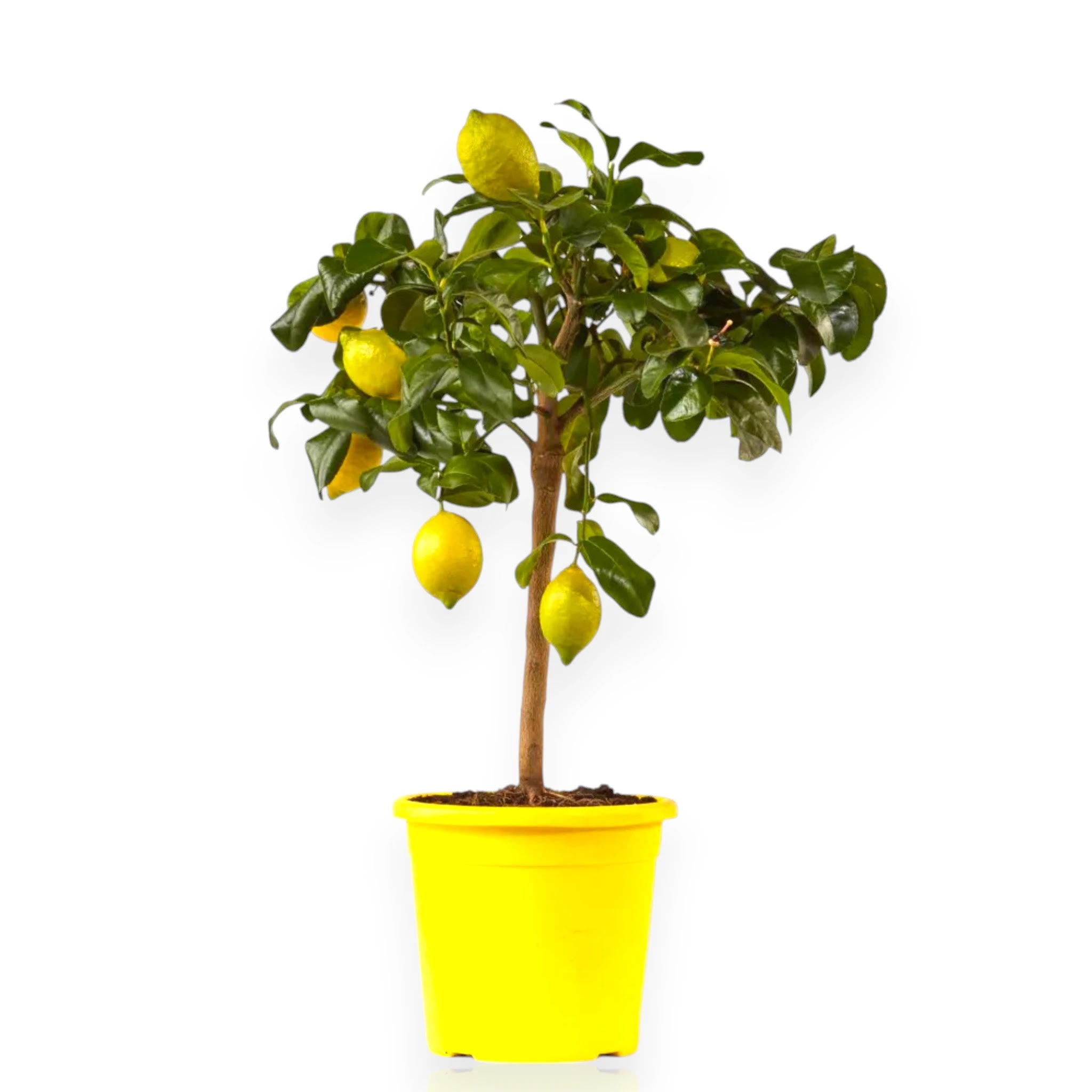 Pianta di limone Zagara Bianca coltivata in vaso con agrumi maturi