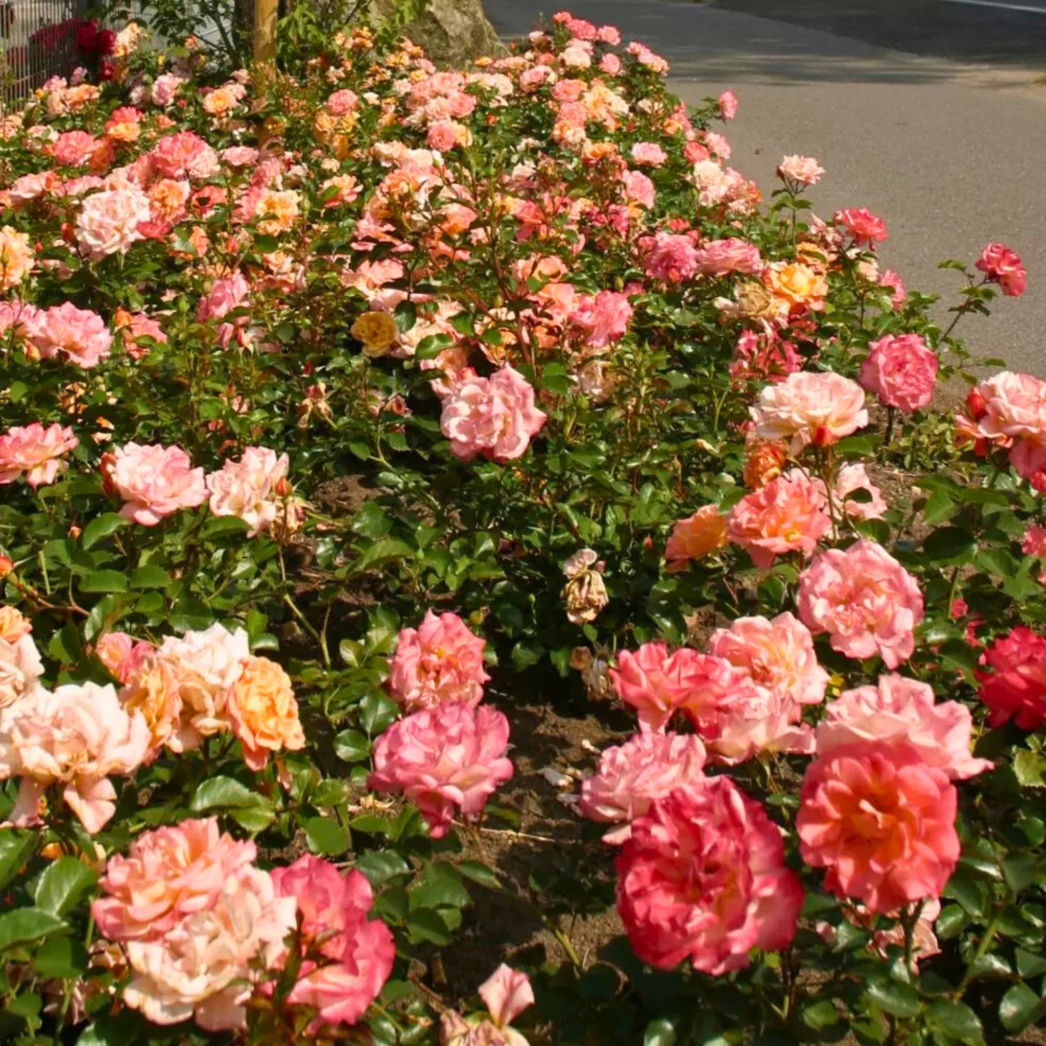 Pianta di rosa Cubana con abbondante fioritura arancio e foglie verdi ornamentali