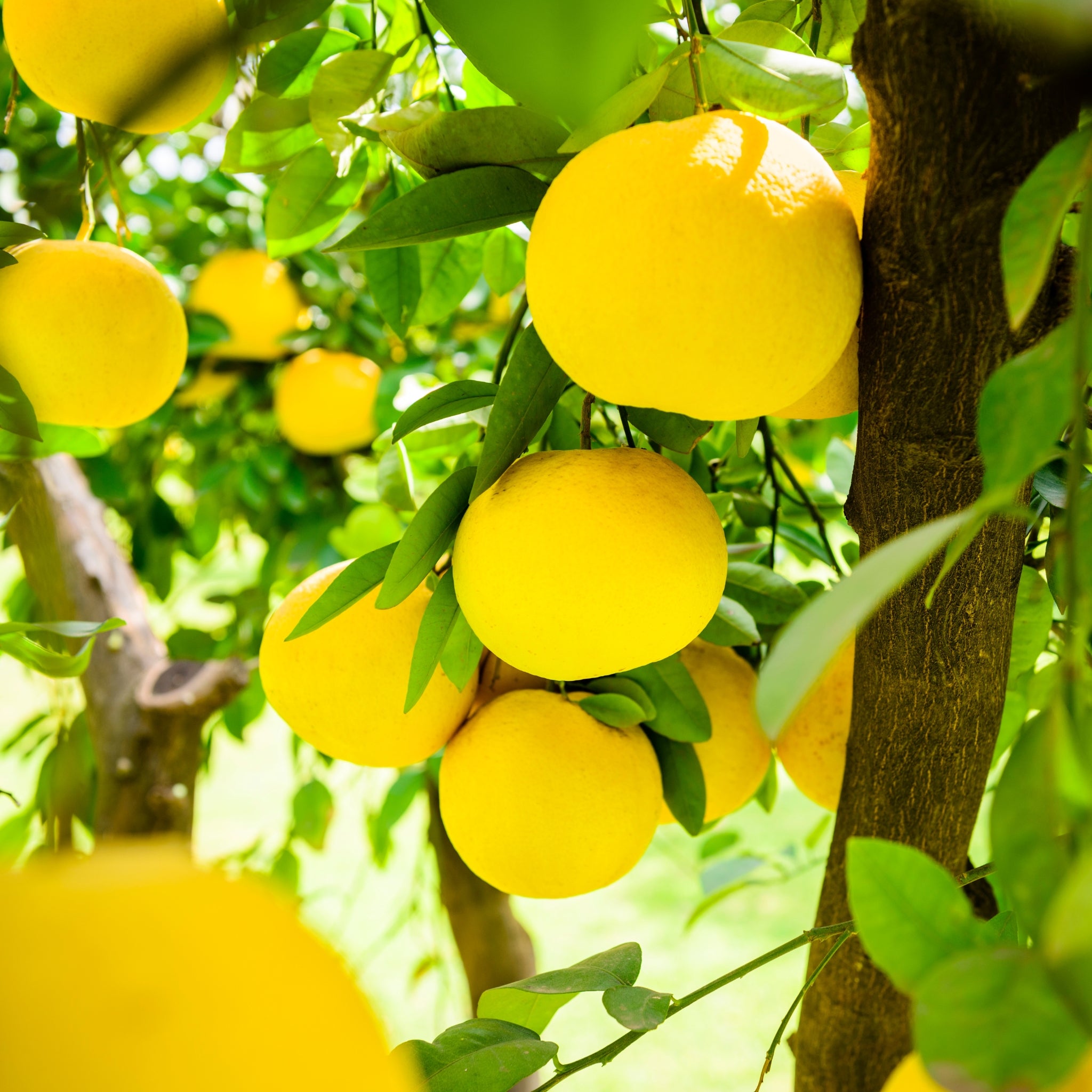 Frutti di pompelmo giallo maturi sull’albero tra foglie verdi lucide