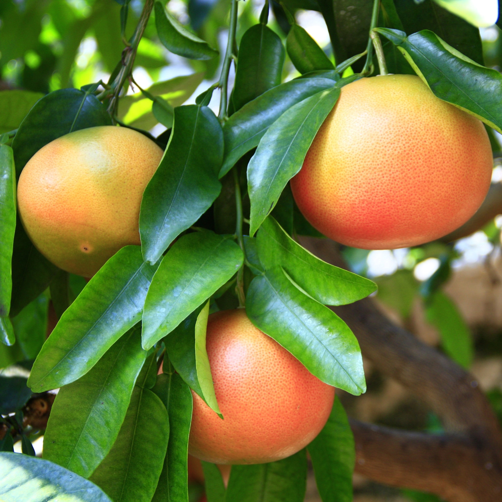 Frutti di pompelmo rosa maturi sull’albero tra foglie verdi lucide in agrumeto soleggiato