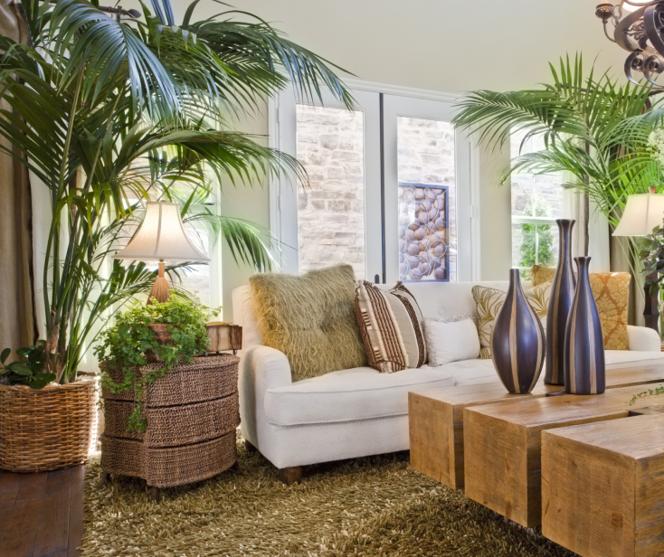 Piante per casa poco luminosa