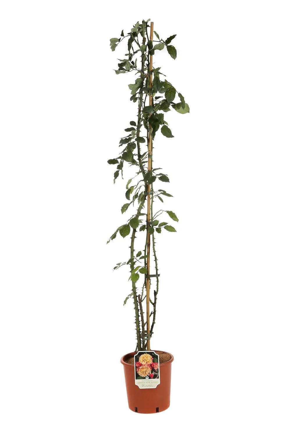 Pianta di rosa Aloha