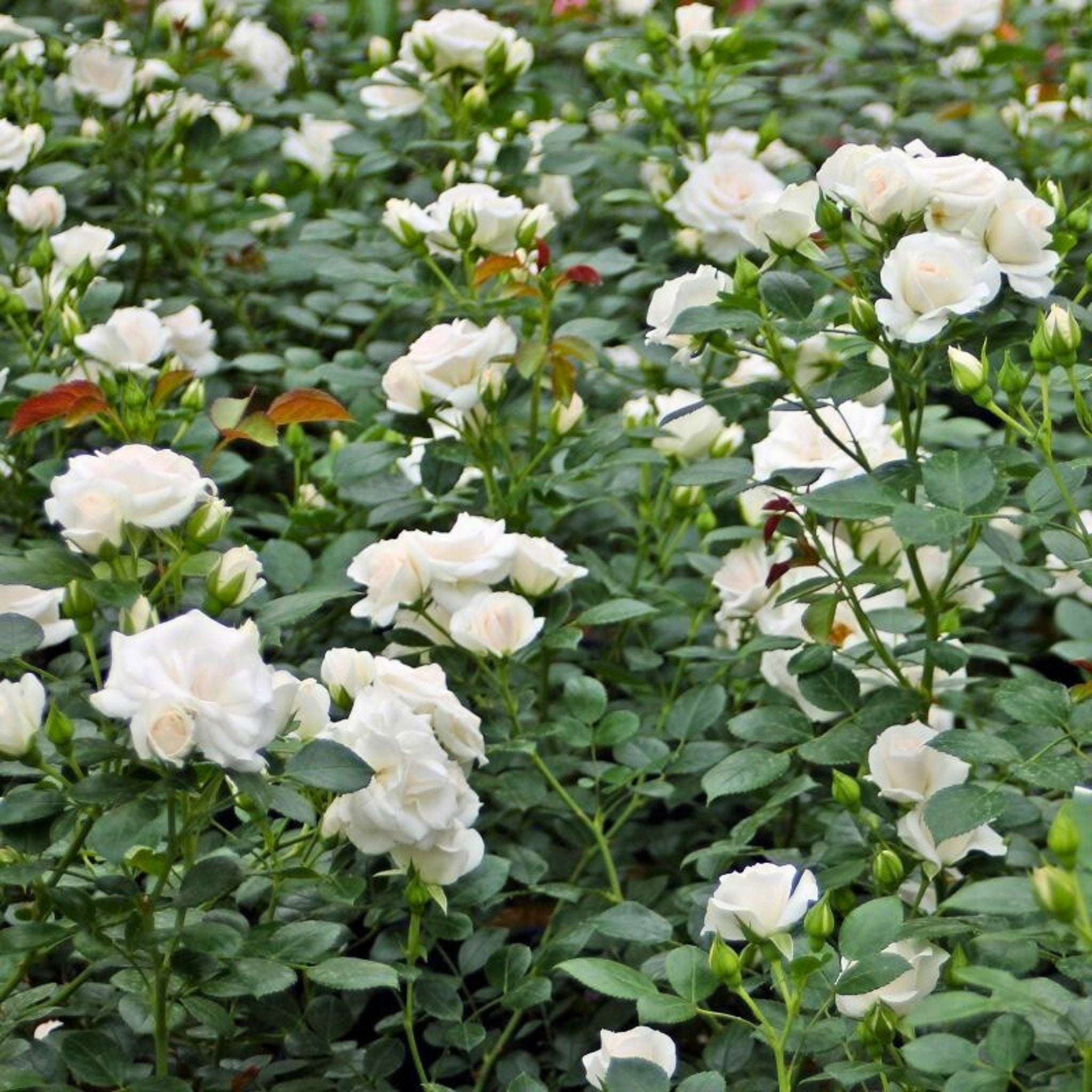 Dettaglio di piccoli fiori bianchi della rosa Aspirin Rose