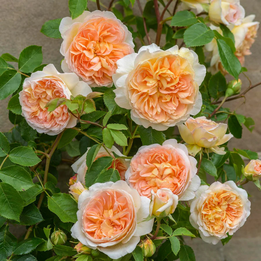 Pianta di rosa Bathsheba con fioritura elegante