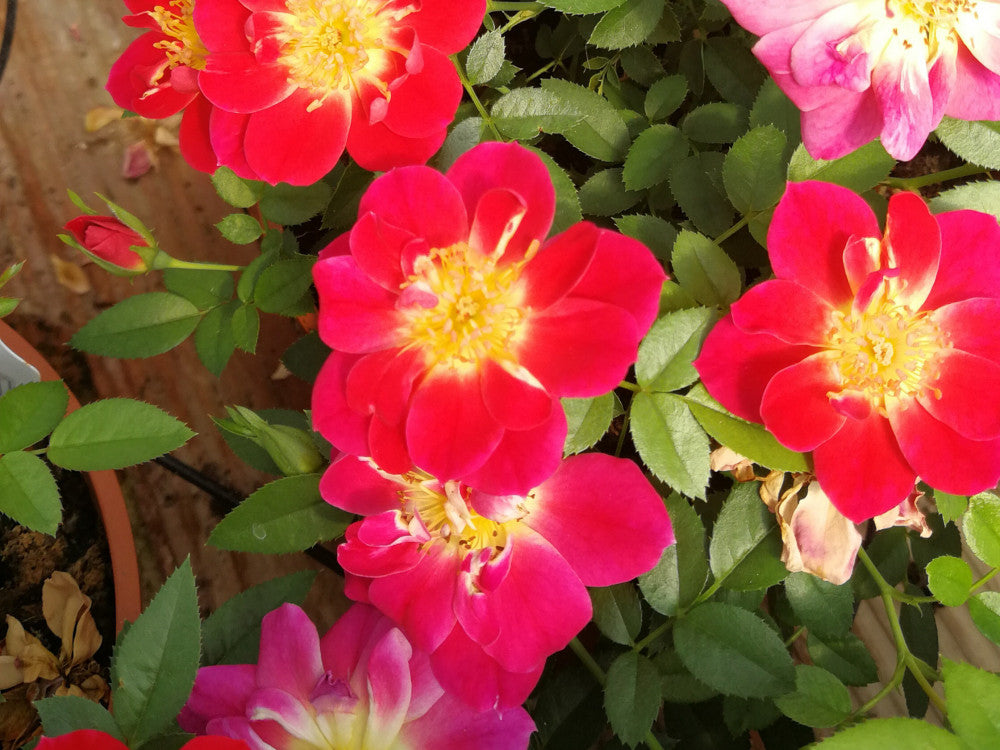 Rosa Bienenweide Hellrot con fiori rosso vivo