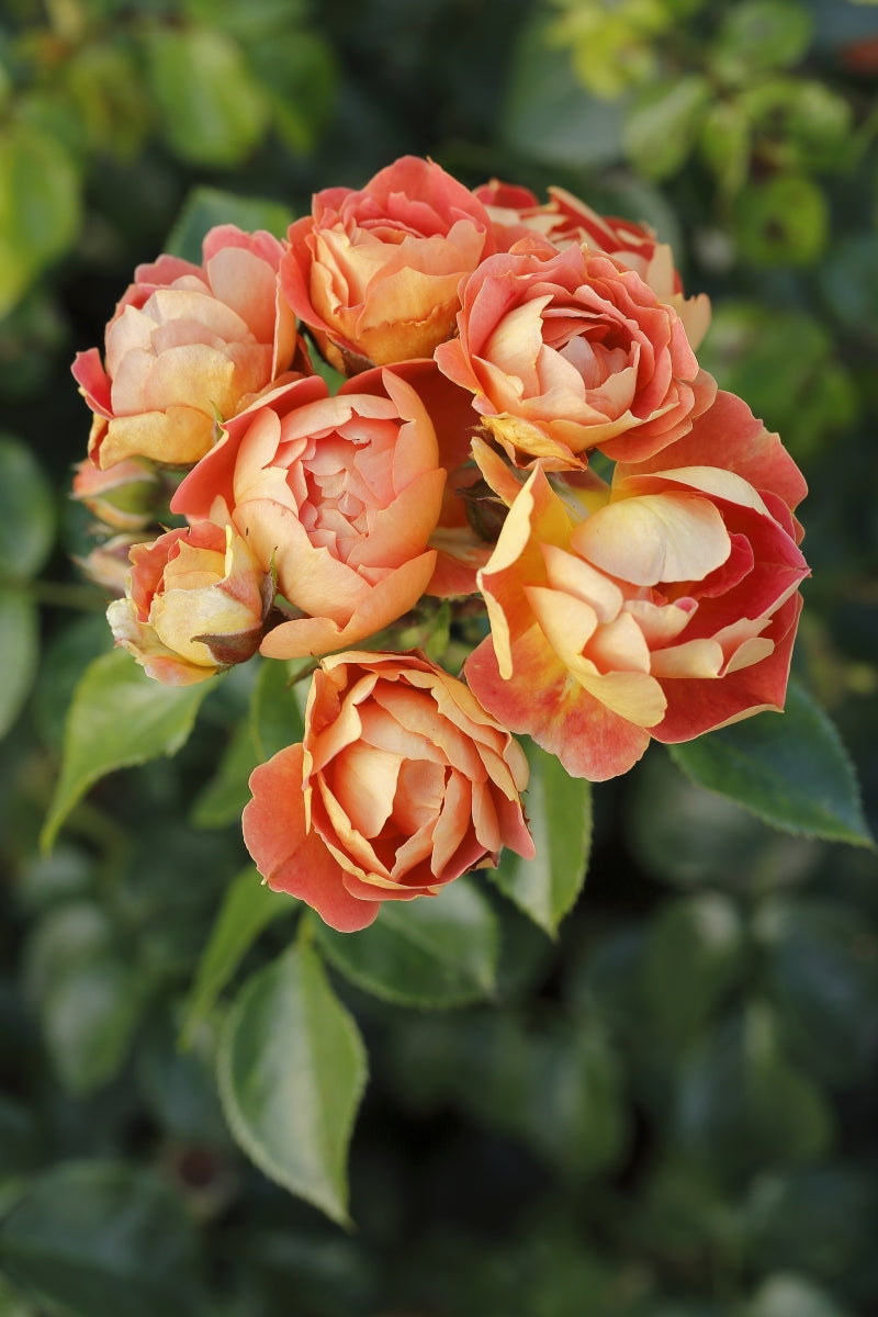 Rosa Bienenweide Mango con fiori arancio-mango