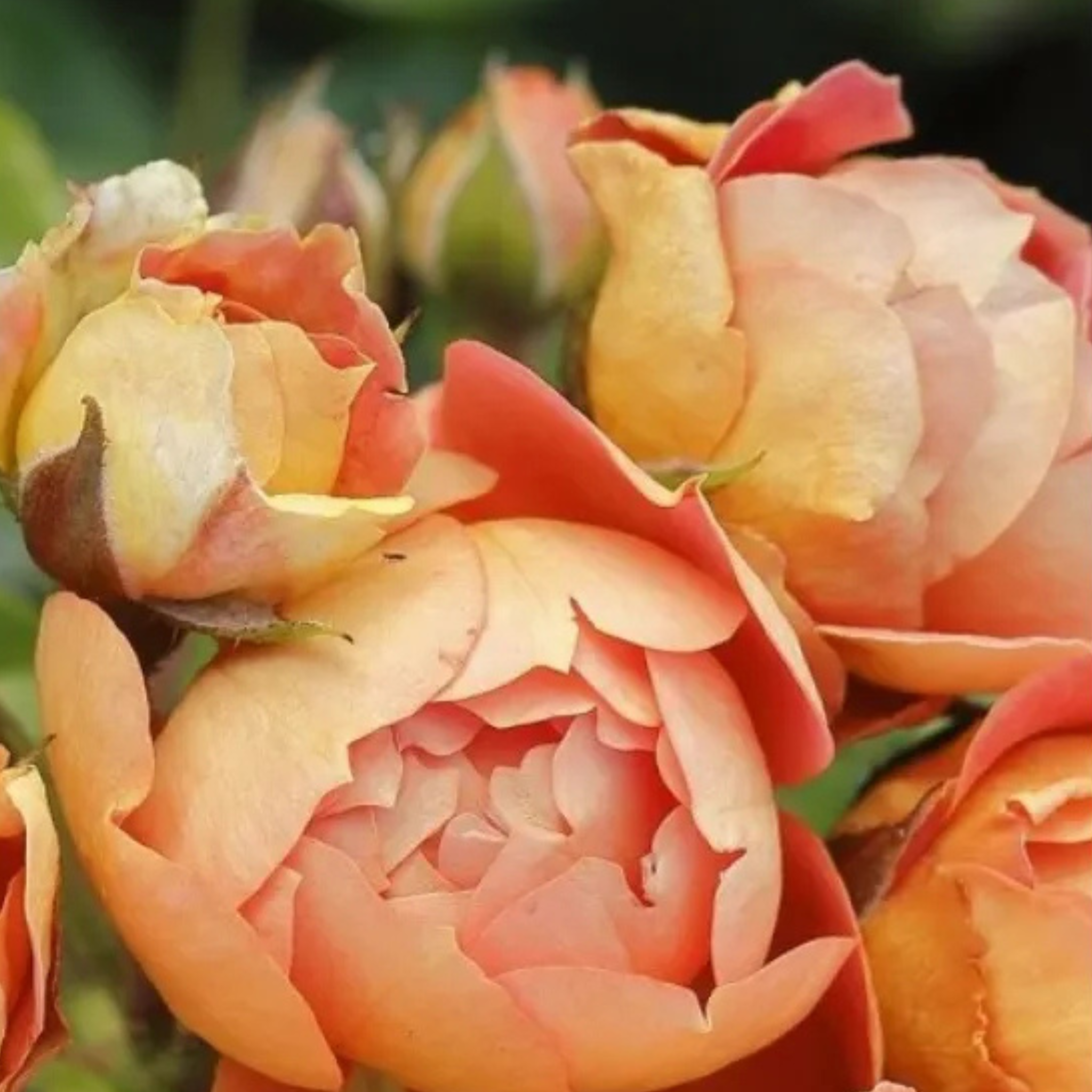 Dettaglio ravvicinato di rosa Bienenweide Mango con petali arancio-mango