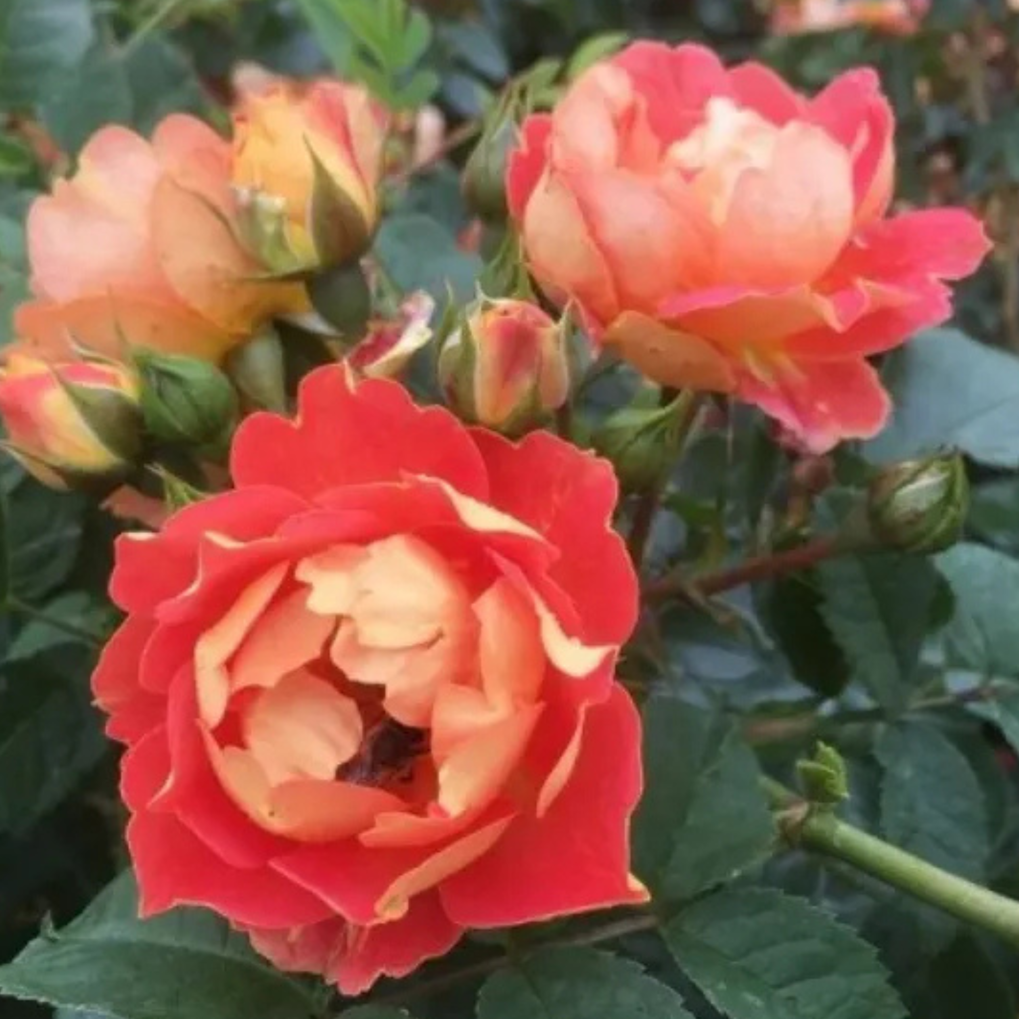 Primo piano di rosa Bienenweide Mango con piccoli fiori arancio albicocca aperti e luminosi