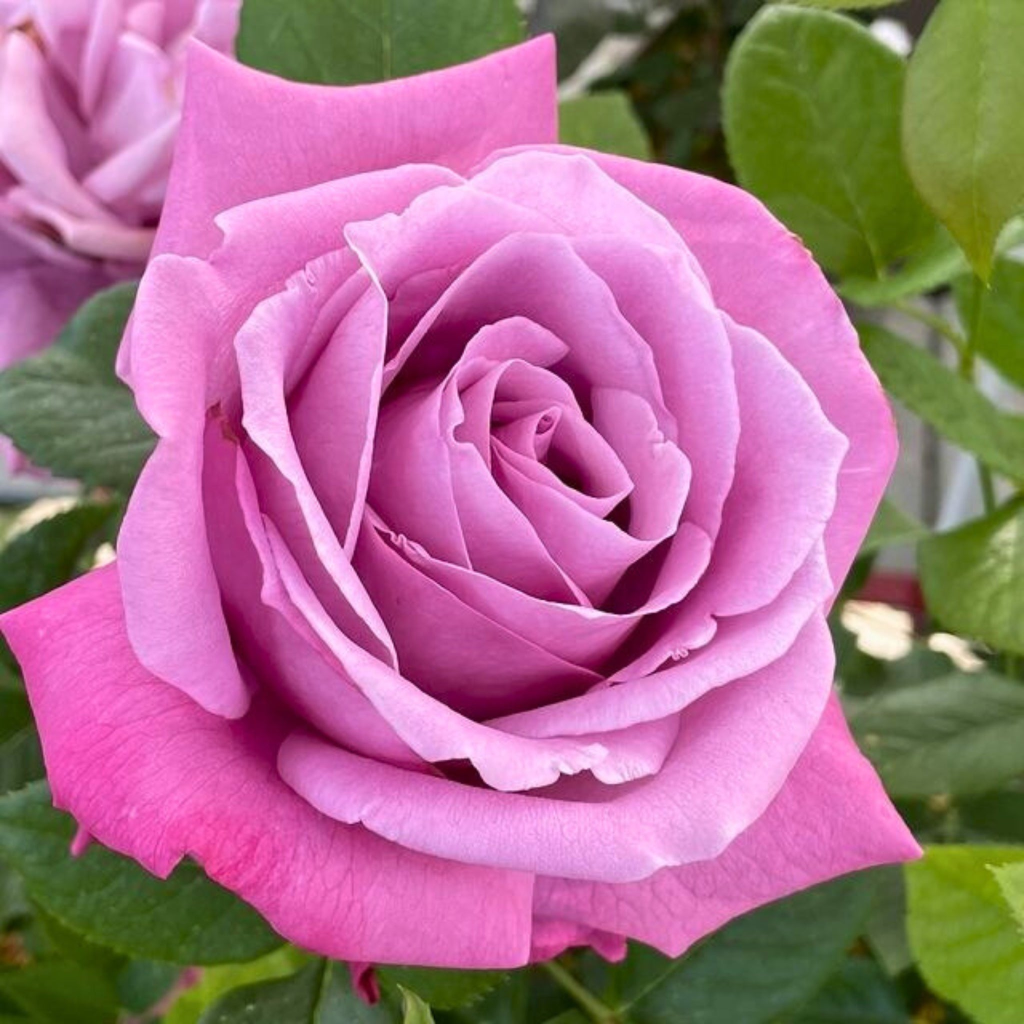 Rosa Blue Parfum con grandi fiori lilla-violacei