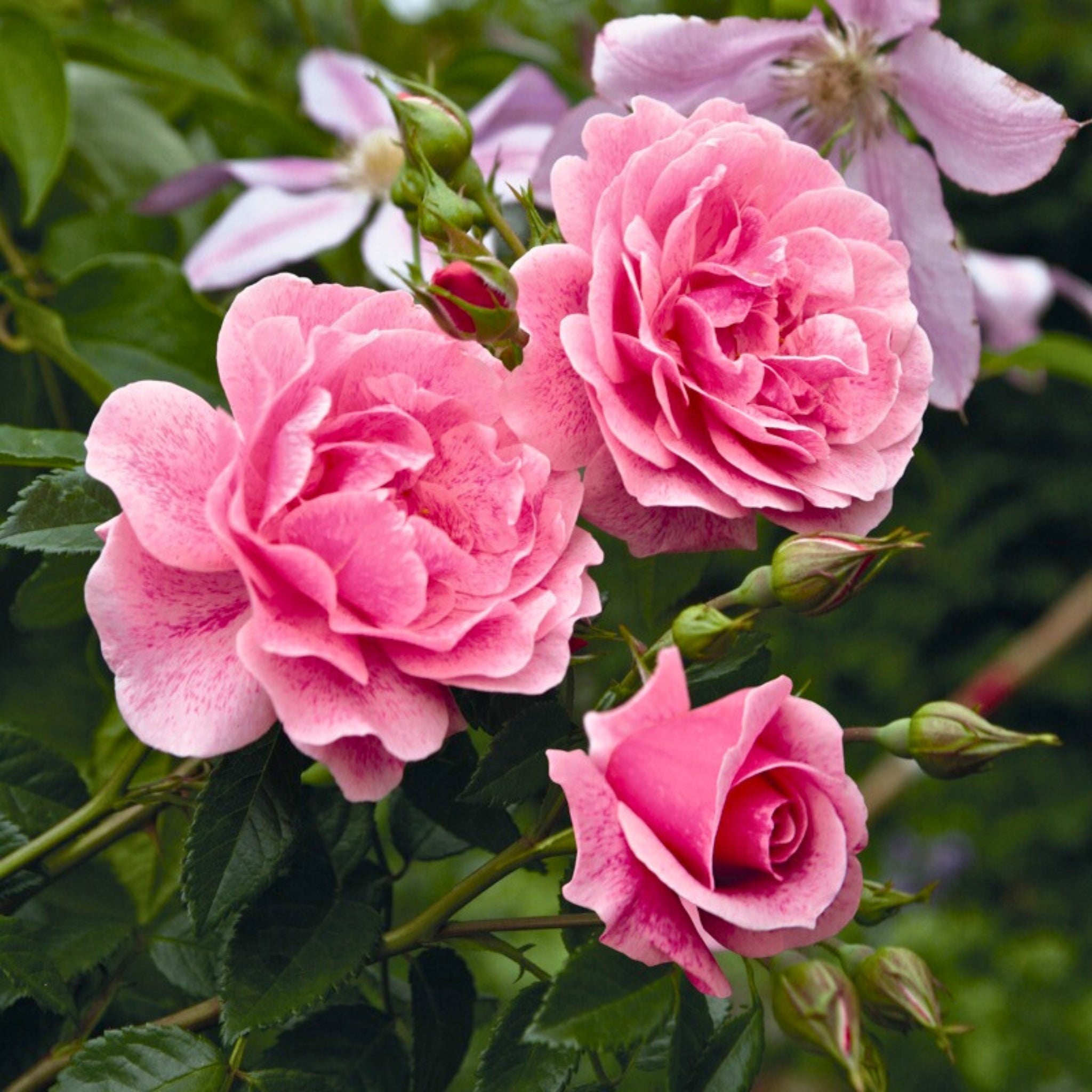 Primo piano di rosa Camelot con fiore rosa chiaro e intense sfumature magenta