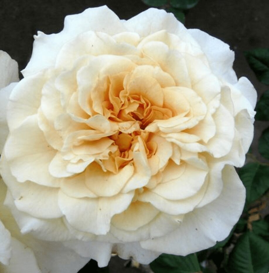 Rosa ‘Comtessa’ crema con centro albicocca.