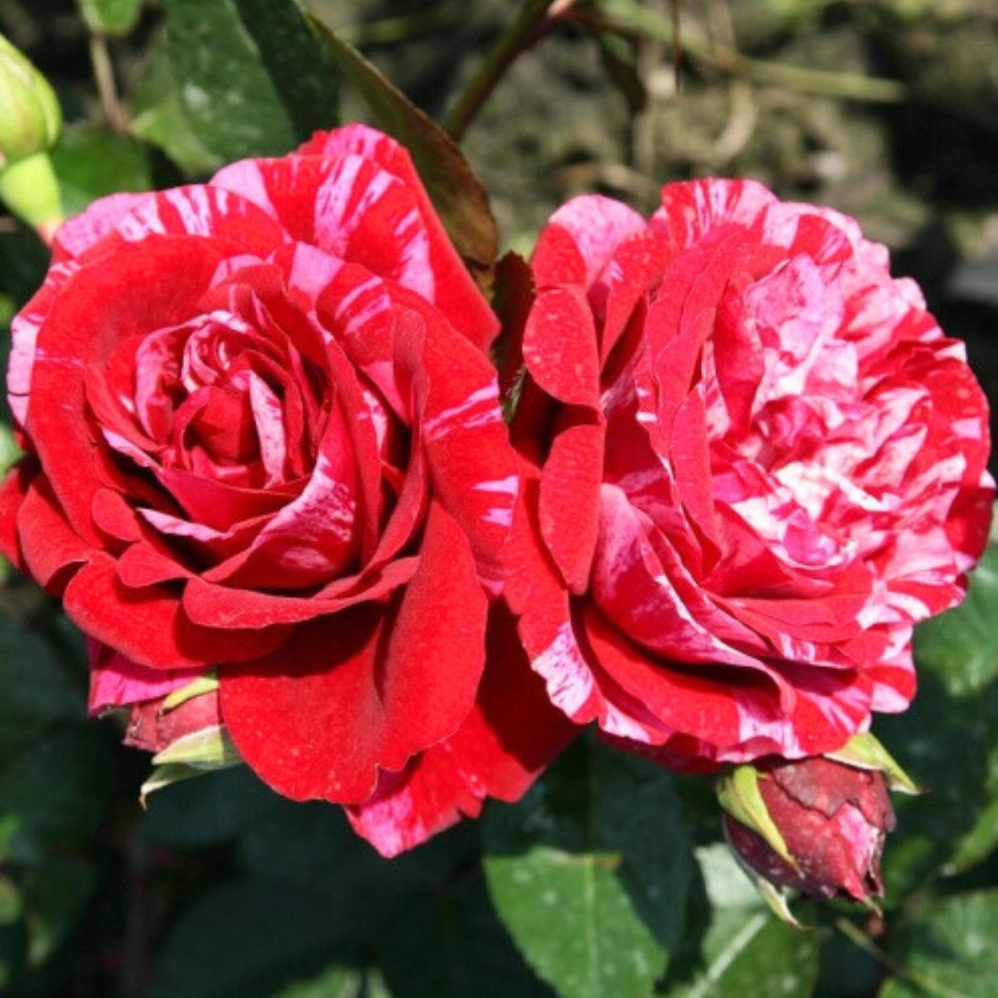 Rosa Deep Impression con fiori rosso scuro screziati di rosa