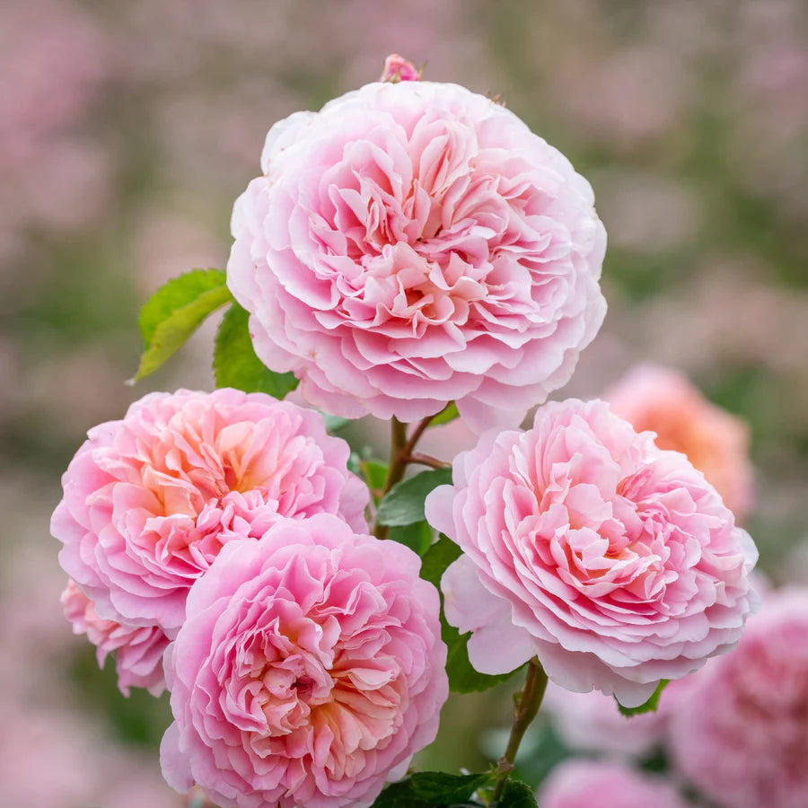 Rosa Eustacia Vye con grandi fiori rosa albicocca