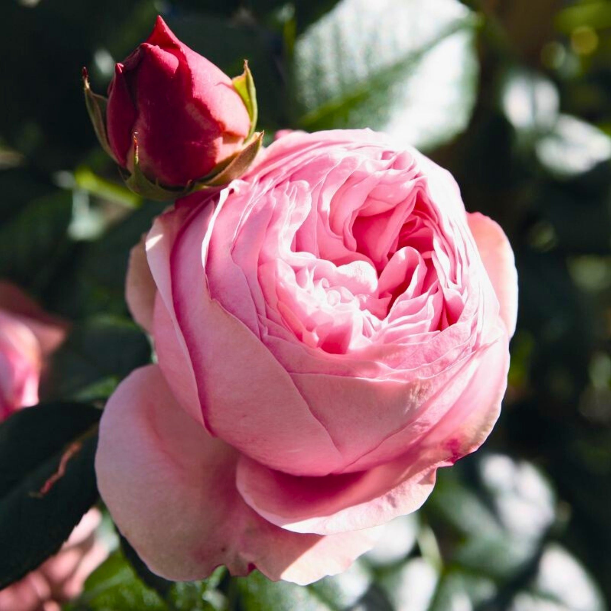 Rosa Giardina con grandi fiori rosa romantici