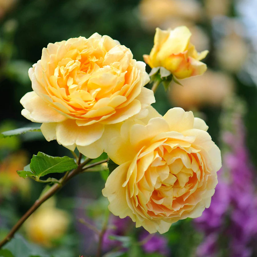 Rosa Golden Celebration con grandi fiori giallo dorato