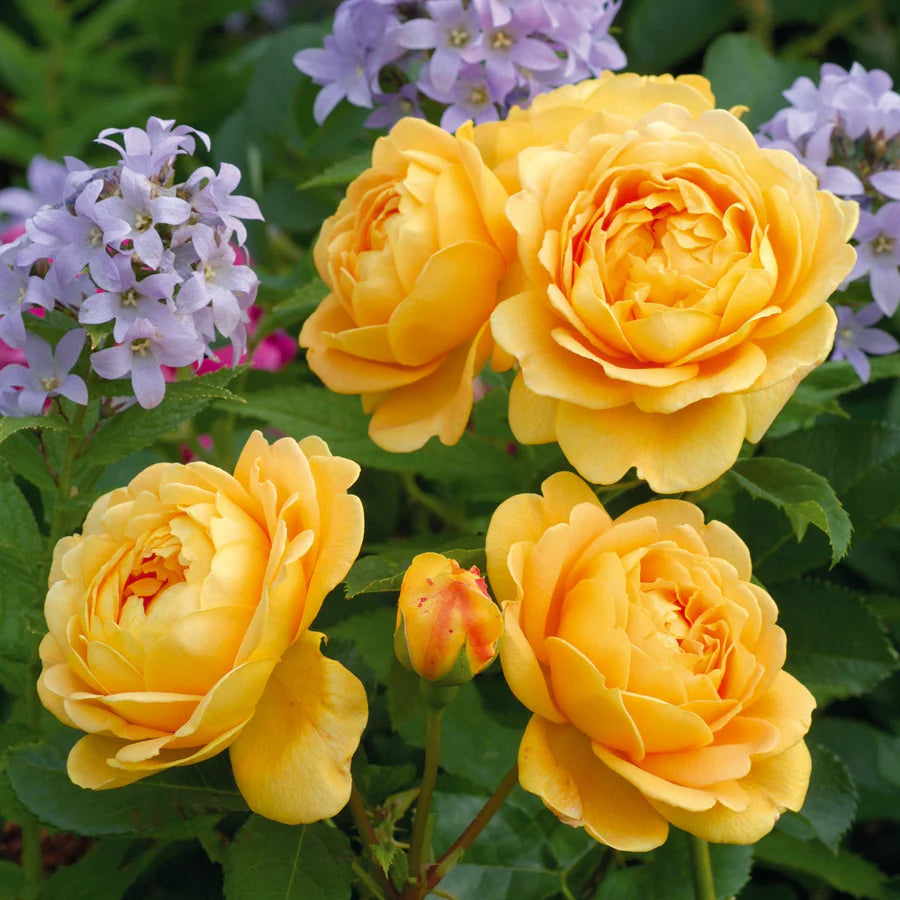 Dettaglio ravvicinato di rosa Golden Celebration con petali giallo dorato
