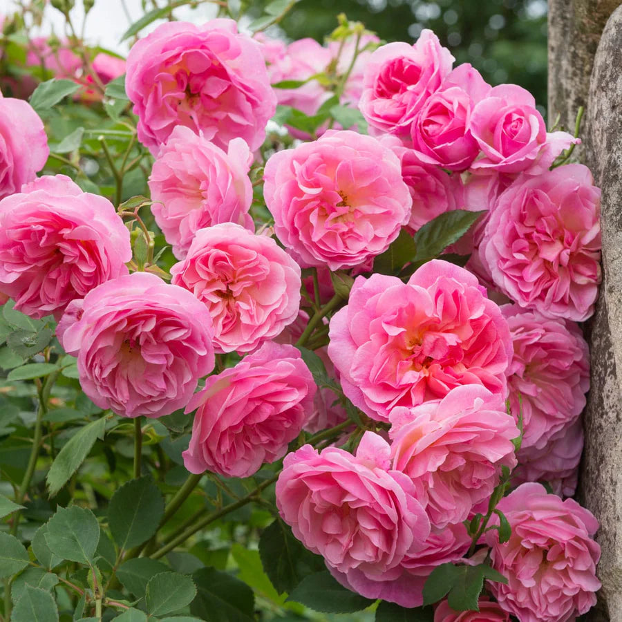 Rosa Hyde Hall con grandi fiori rosa tenue