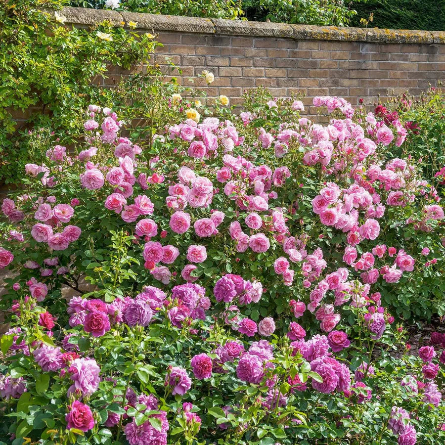Pianta di rosa Hyde Hall con abbondante fioritura rosa chiaro e foglie verdi ornamentali