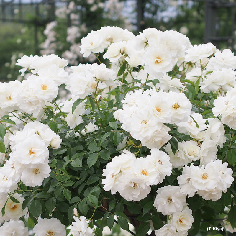 Dettaglio ravvicinato di rosa Iceberg con petali bianchi e fogliame verde lucido