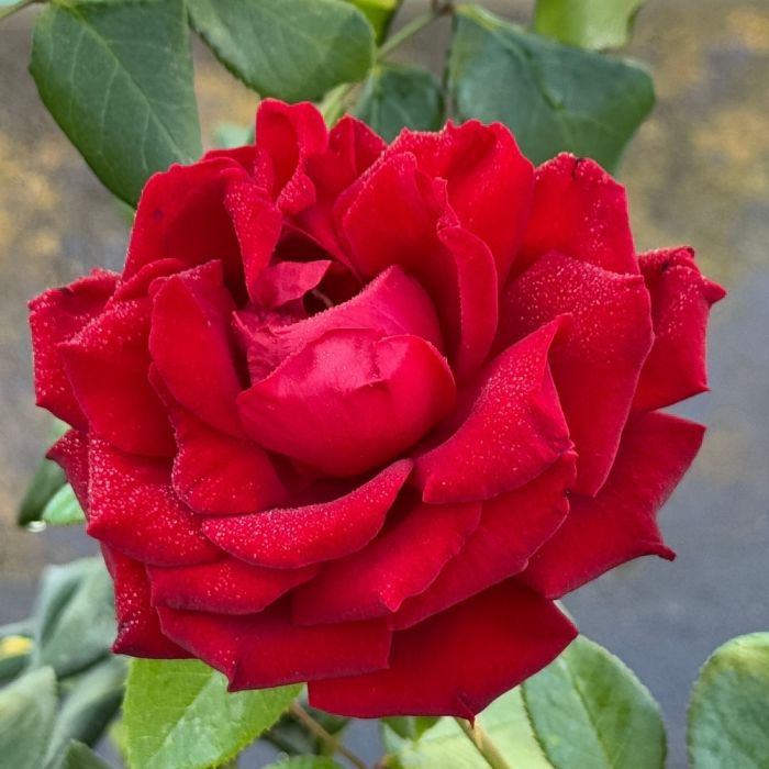 Rosa ‘Ingrid Bergman’ rosso intenso in primo piano.