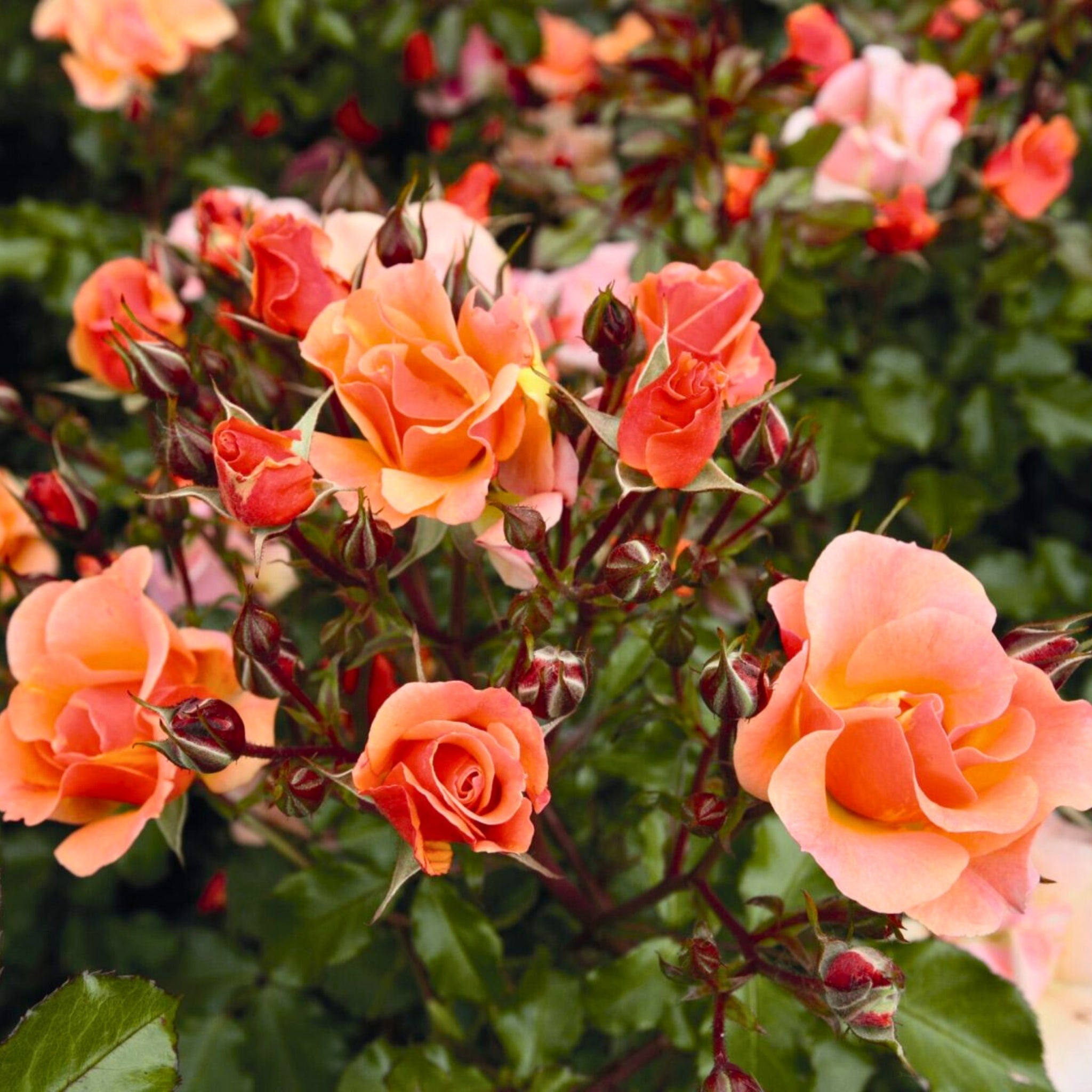 Rosa Jazz con piccoli fiori arancio-ramati