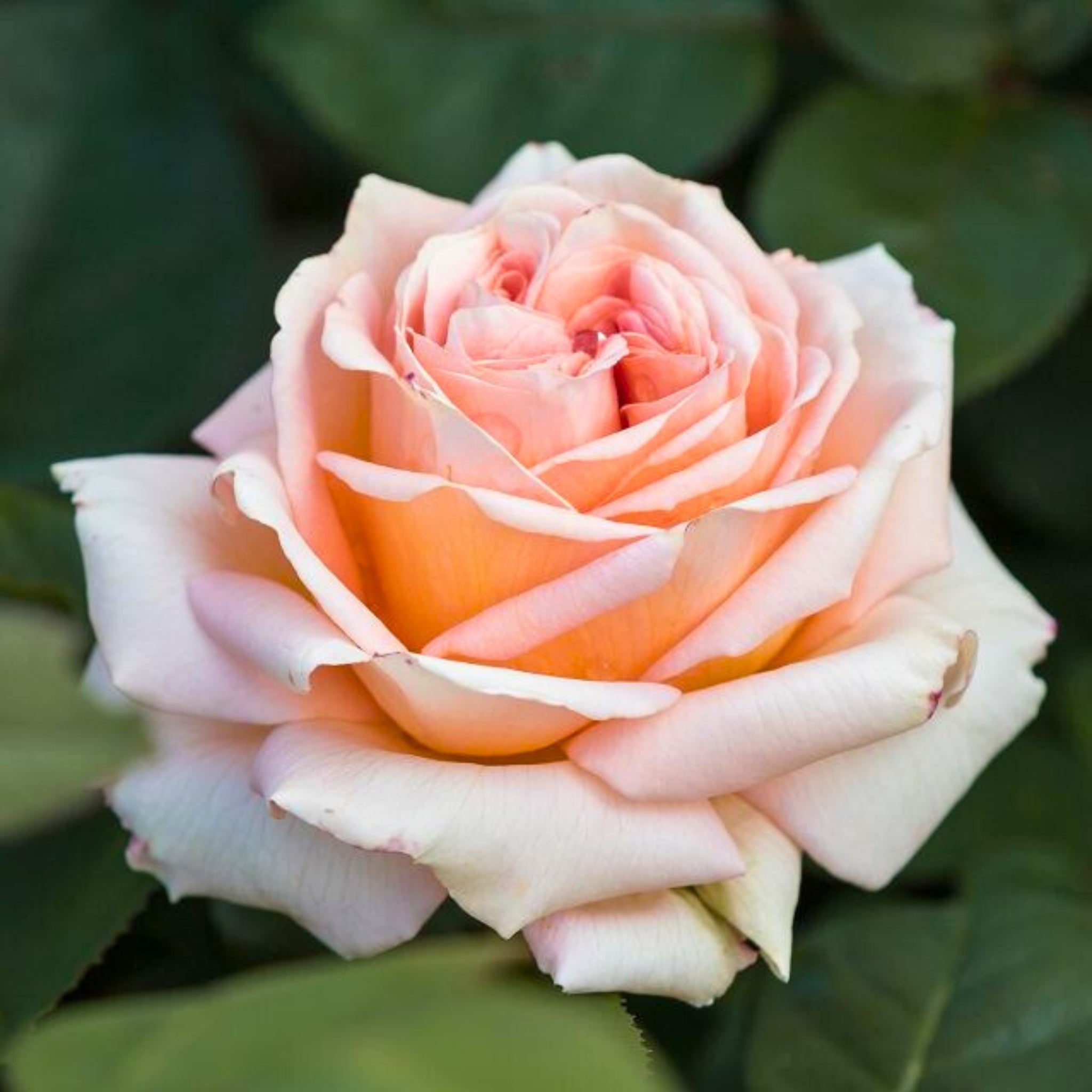Dettaglio ravvicinato di rosa Lady Capri con petali arancio-albicocca