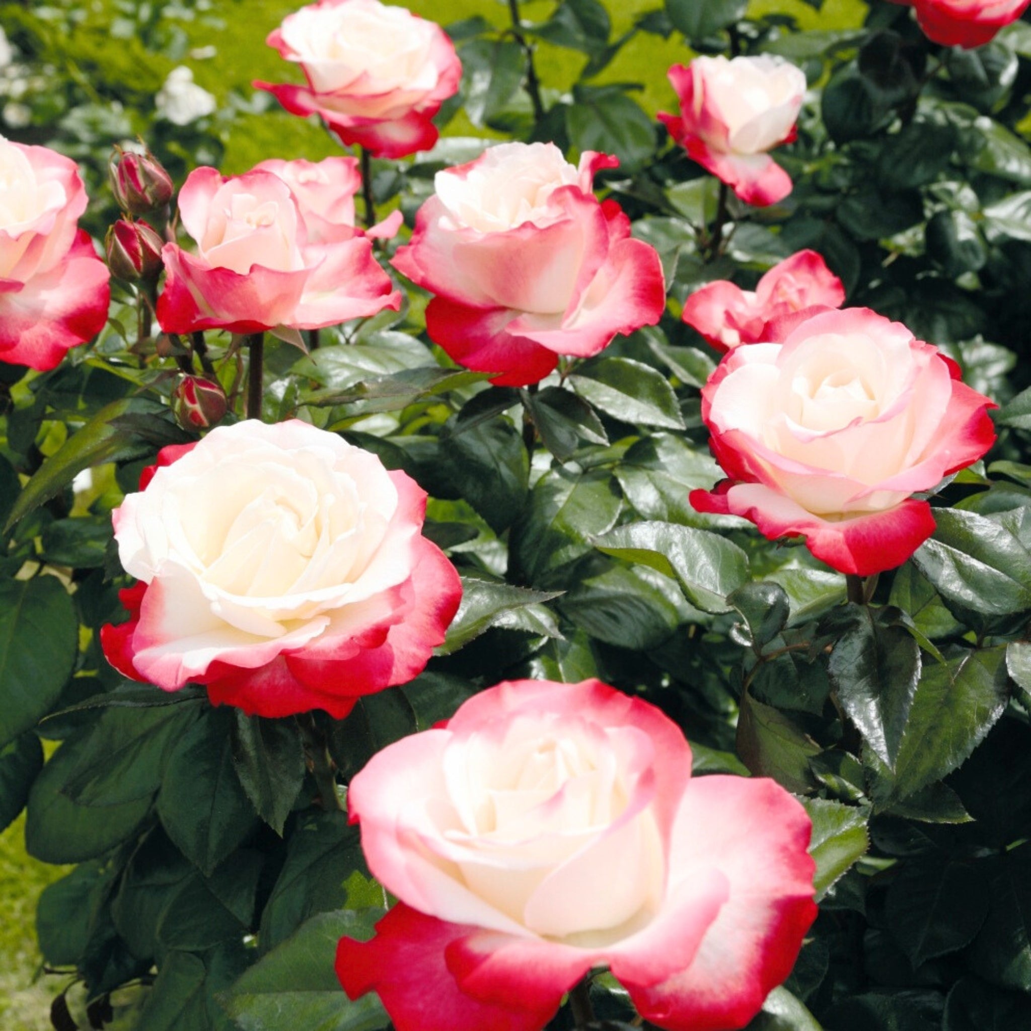 Rosa Nostalgie con grandi fiori bianchi bordati di rosso