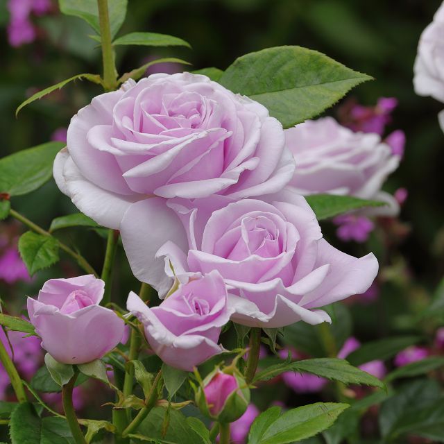Rosa Pacific Blue con grandi fiori lilla-violacei