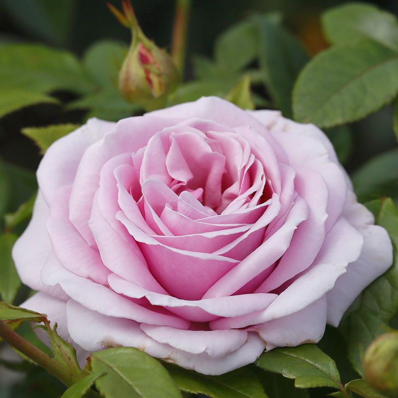 Dettaglio ravvicinato di rosa Pacific Blue con petali rosa-lilla