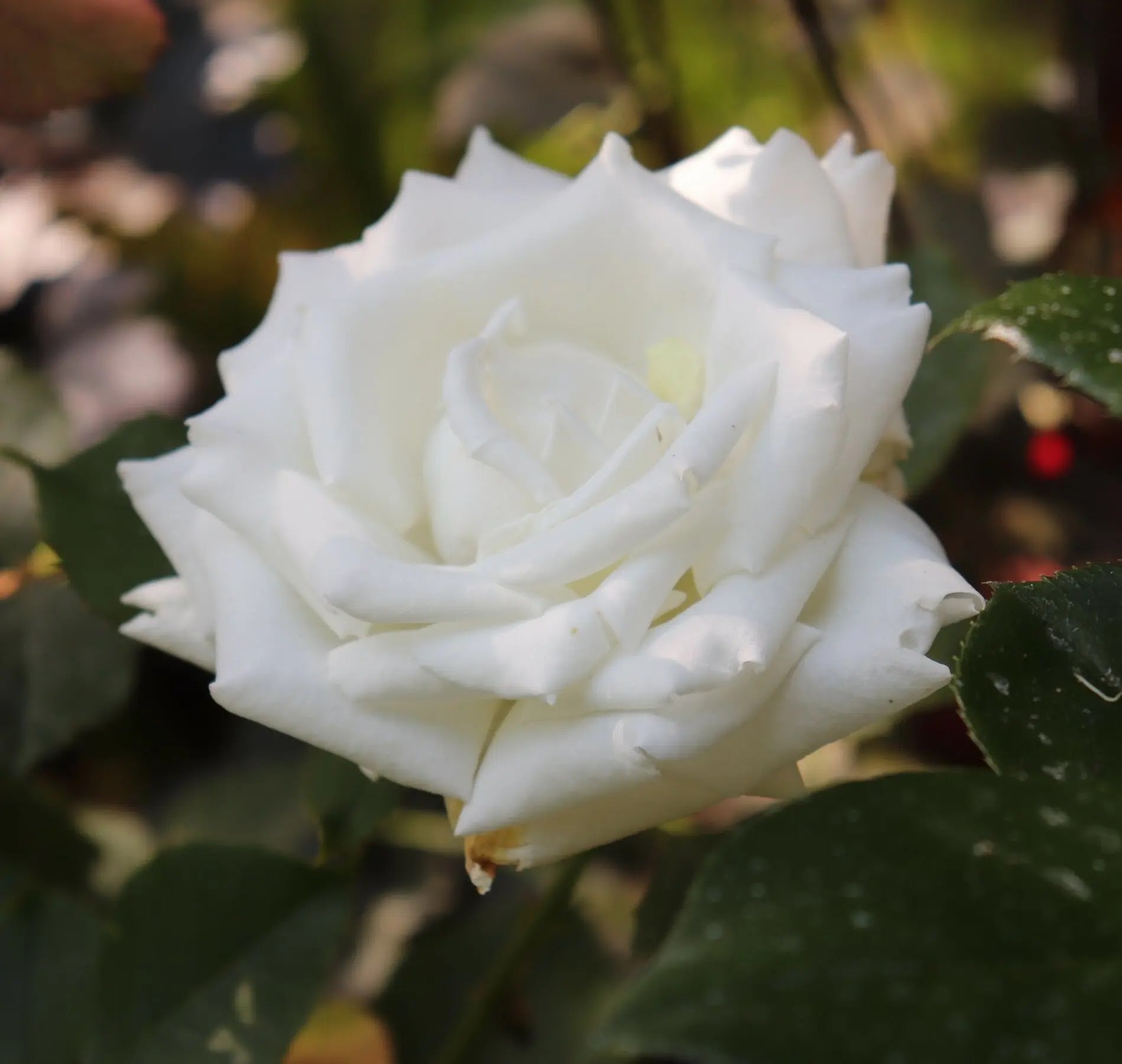 Rosa Pierre Arditi fiore bianco