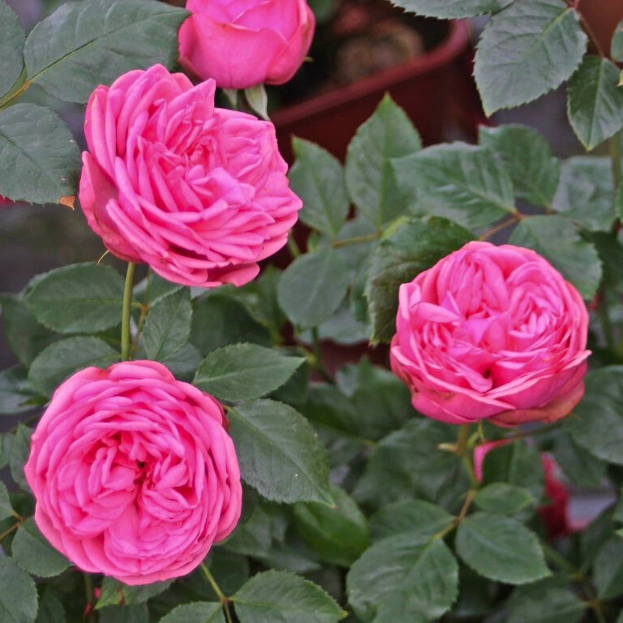 Primo piano di rosa Pink Piano con fiori rosa