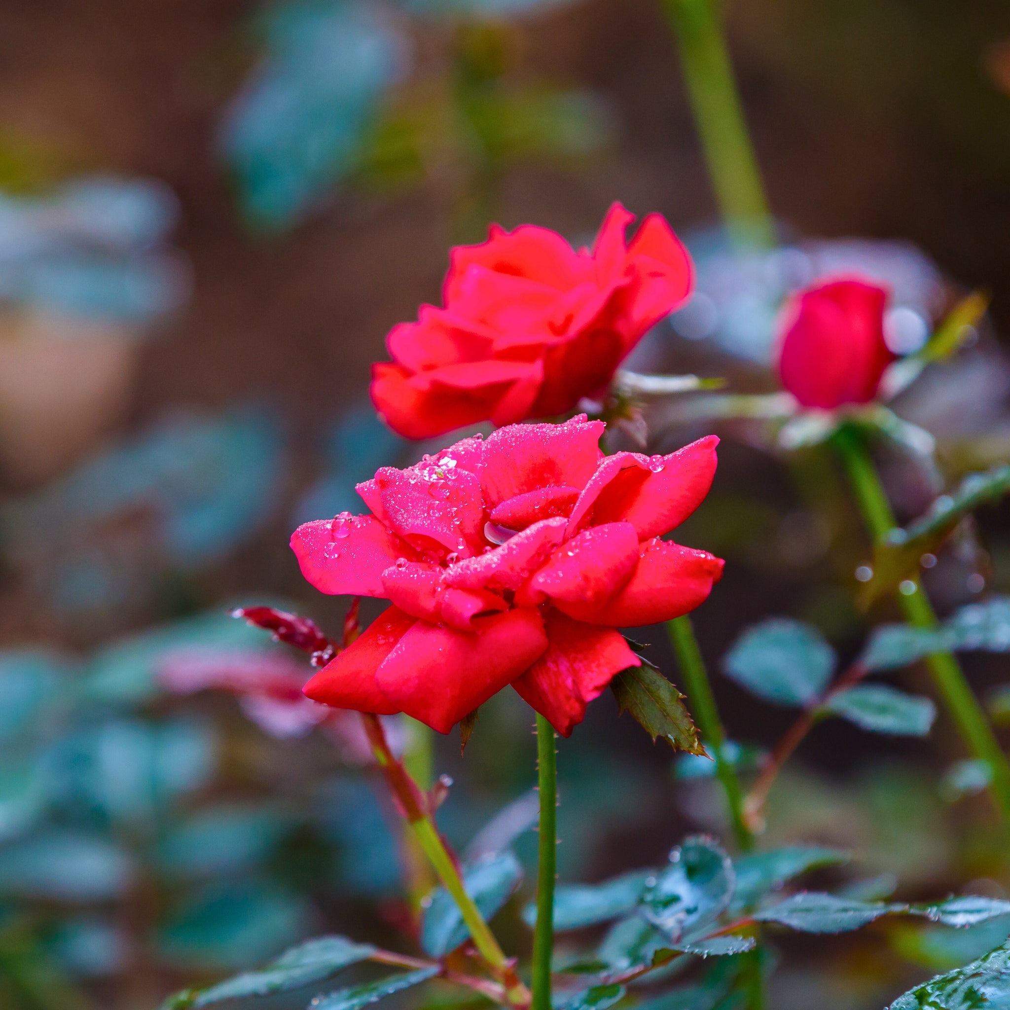 Dettaglio di fiore rosso della rosa Red Knock Out con petali luminosi e centro aperto