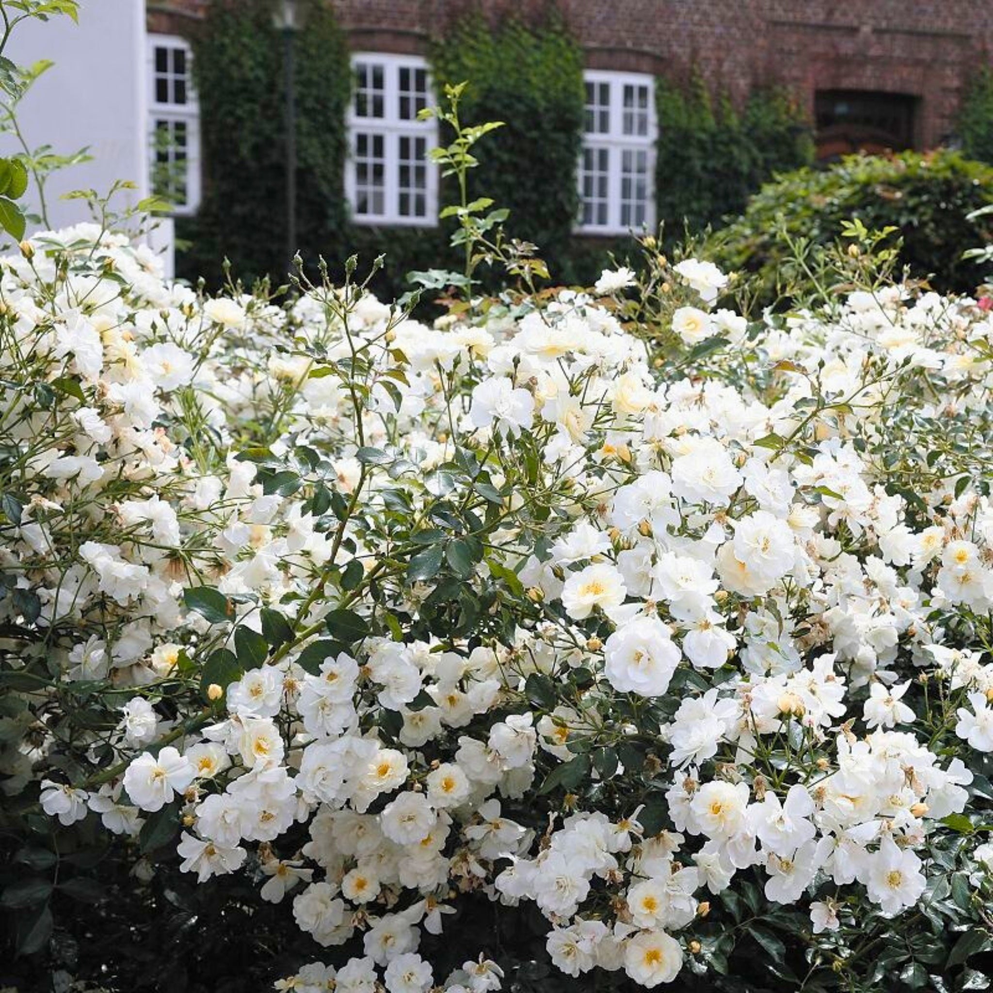 Rosa Regina della Neve con grandi fiori bianchi