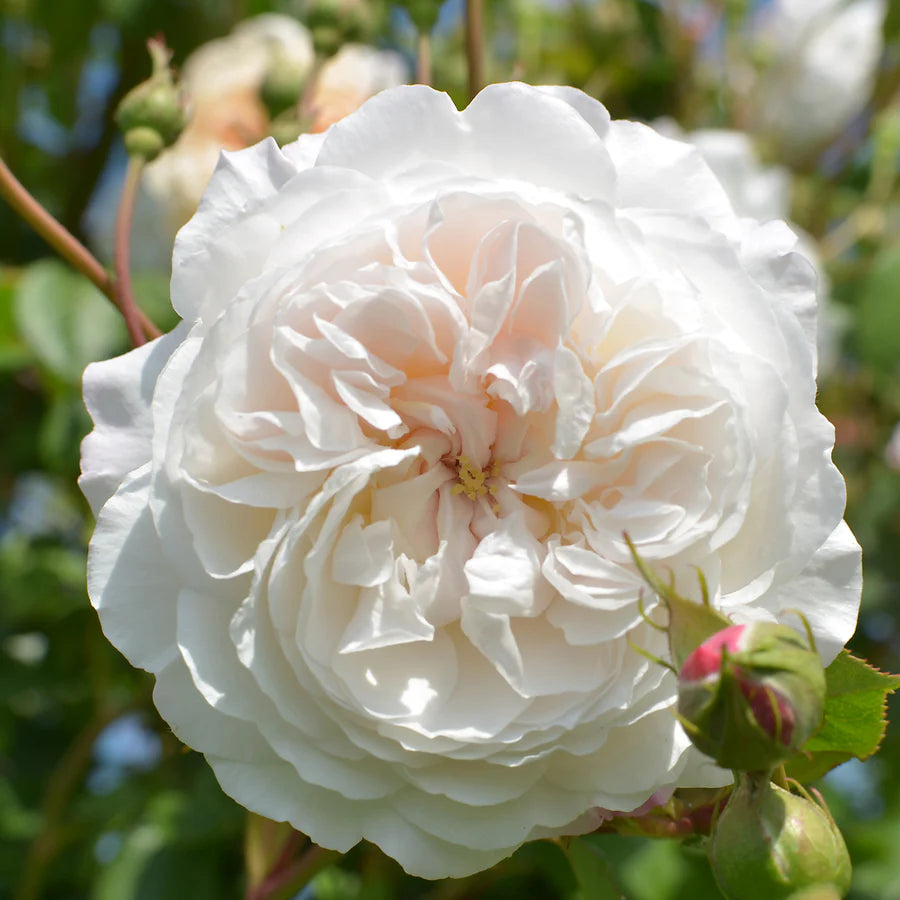 Primo piano di rosa The Albrighton Rambler