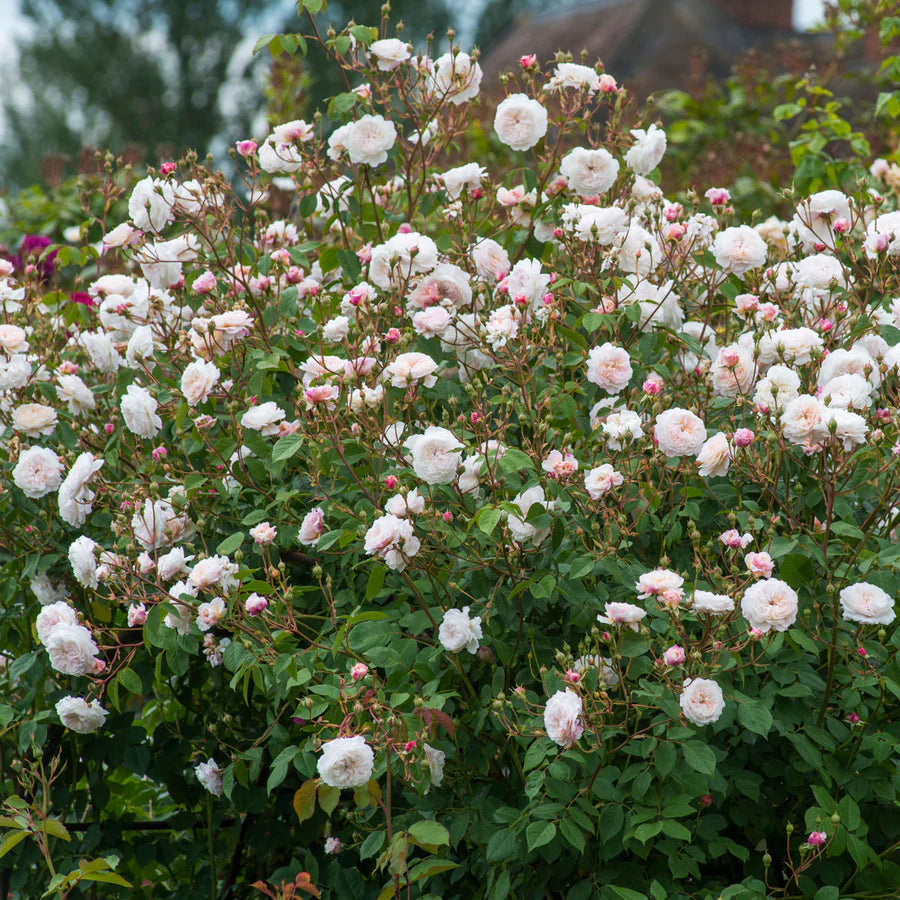 Pianta di rosa The Albrighton Rambler con abbondante fioritura rosa e foglie verdi ornamentali