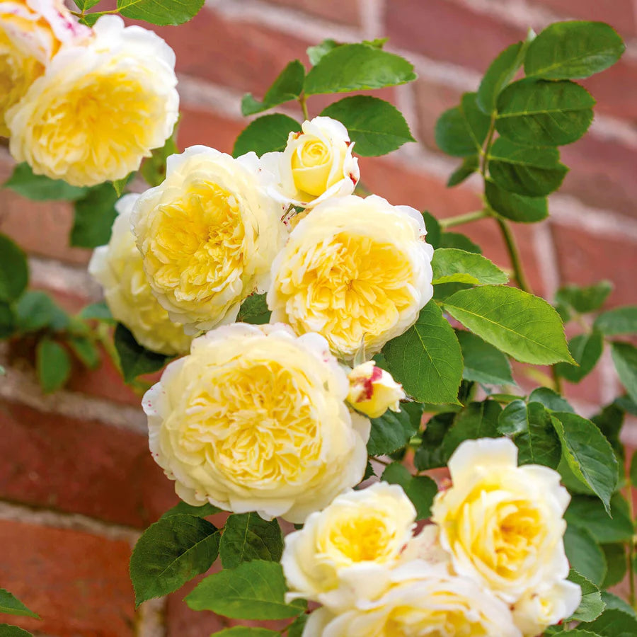 Dettaglio ravvicinato di rosa The Pilgrim con petali giallo tenue e fogliame verde lucido