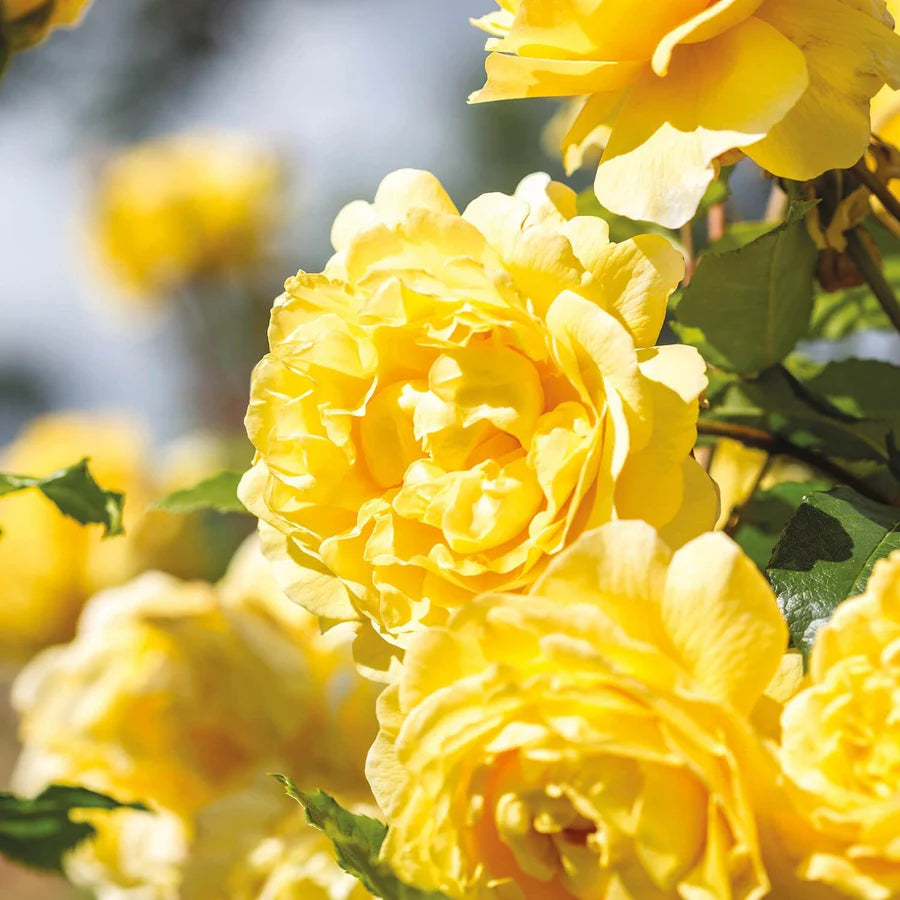 Rosa The Poet’s Wife con grandi fiori giallo intenso