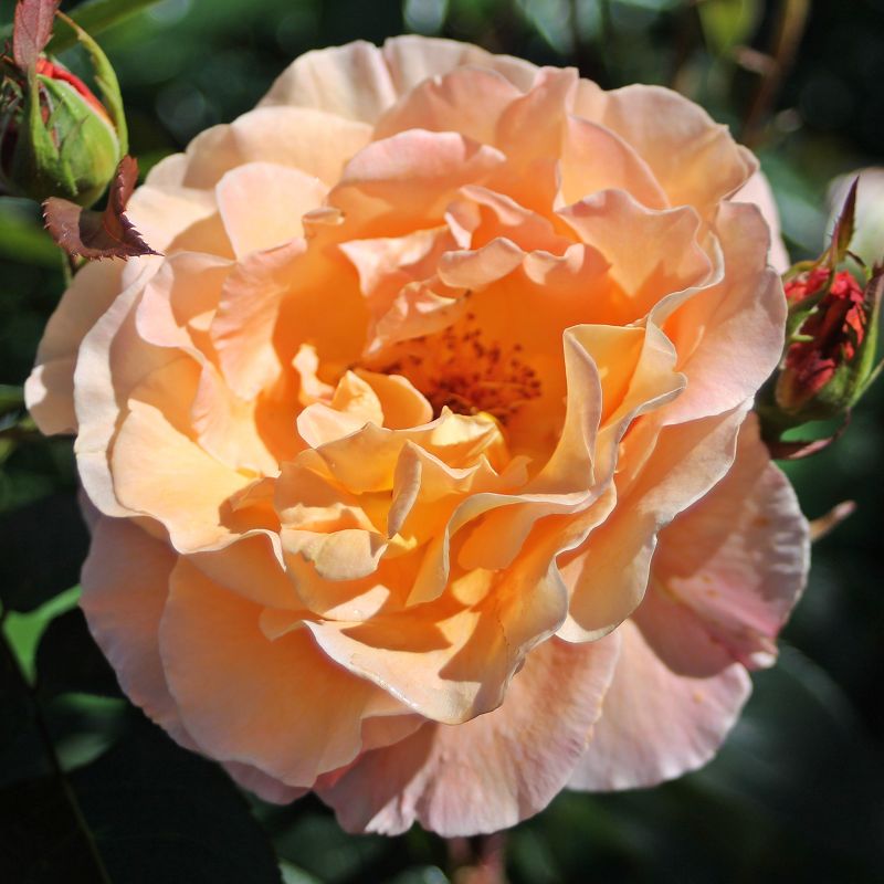 Rosa ‘Whisky’ albicocca con petali arricciati.